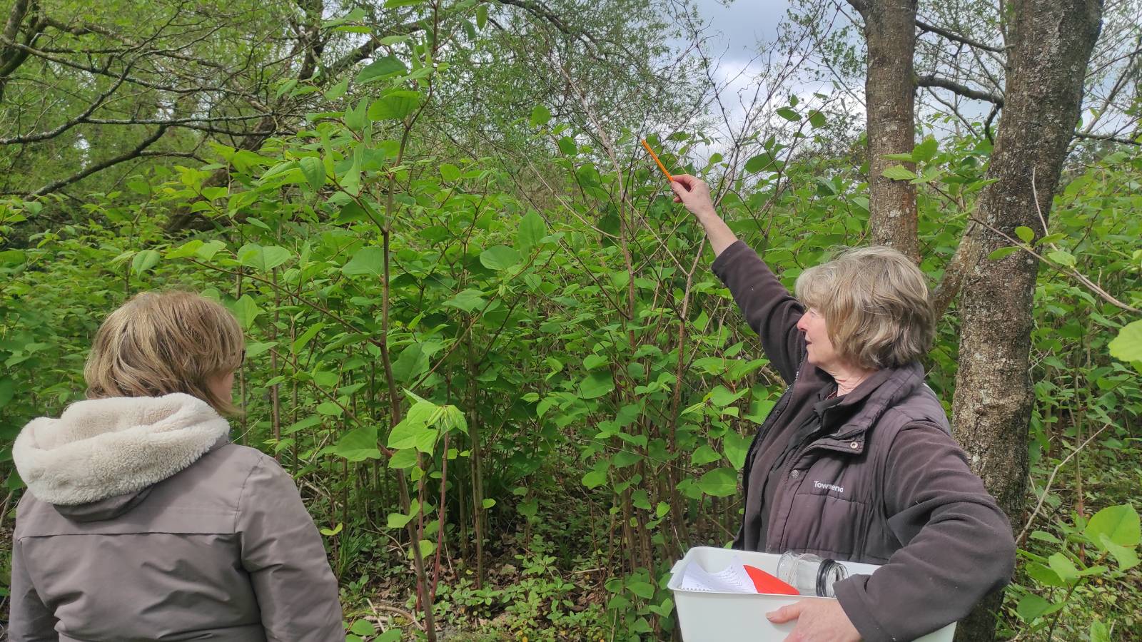 There is plenty of the invasive non-native plants Japanese Knotweed (Reynoutria japonica) and Himalayan Balsam (Impatiens glandulifera) down by the river Ystwyth in Llanilar. Sheena is pointing out the very fast growth in just a matter of weeks.