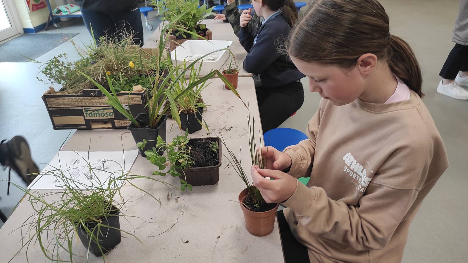 Student examining a potted rush plant.