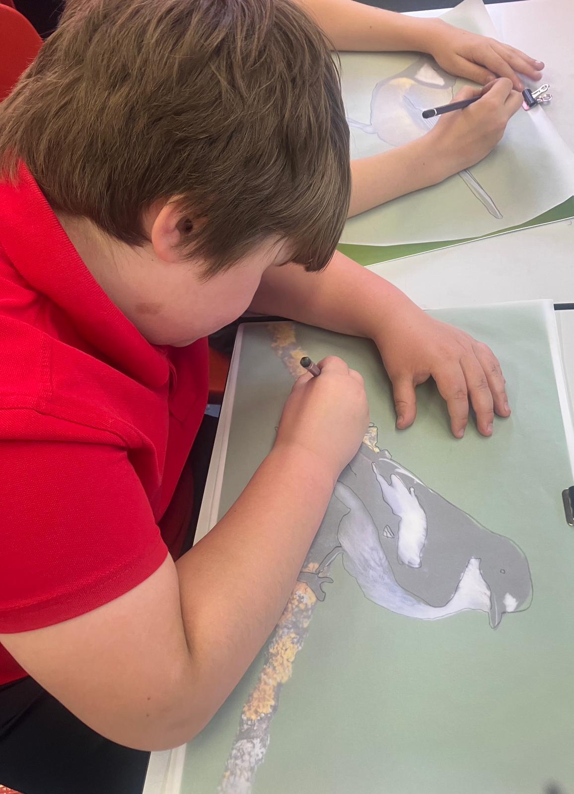 Student tracing the outline of a black and white bird.