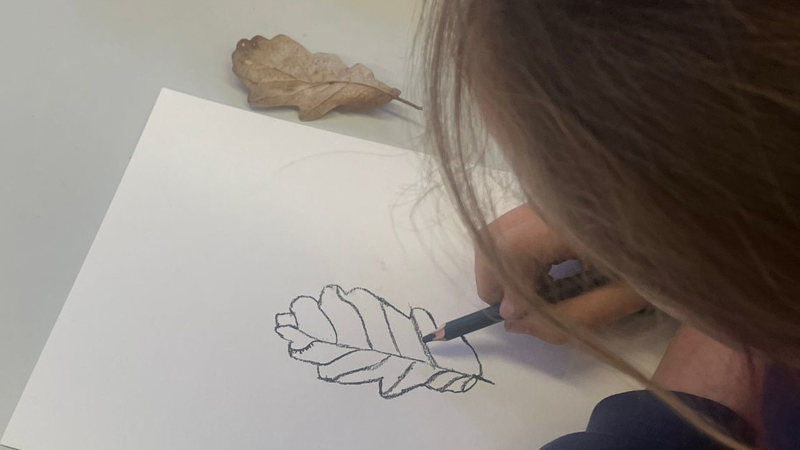 Student drawing an Oak leaf.