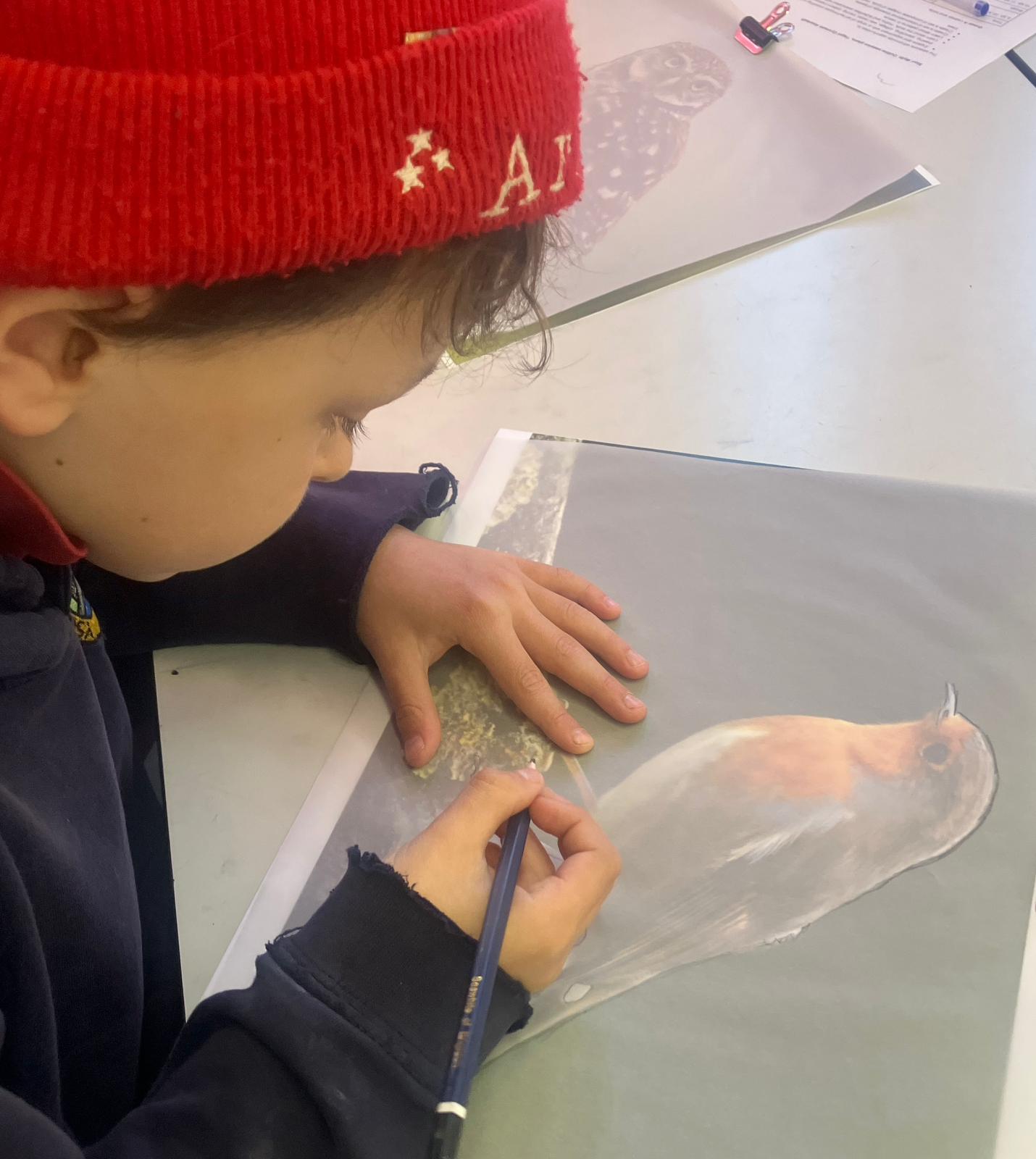 Student tracing the outline of a Robin.
