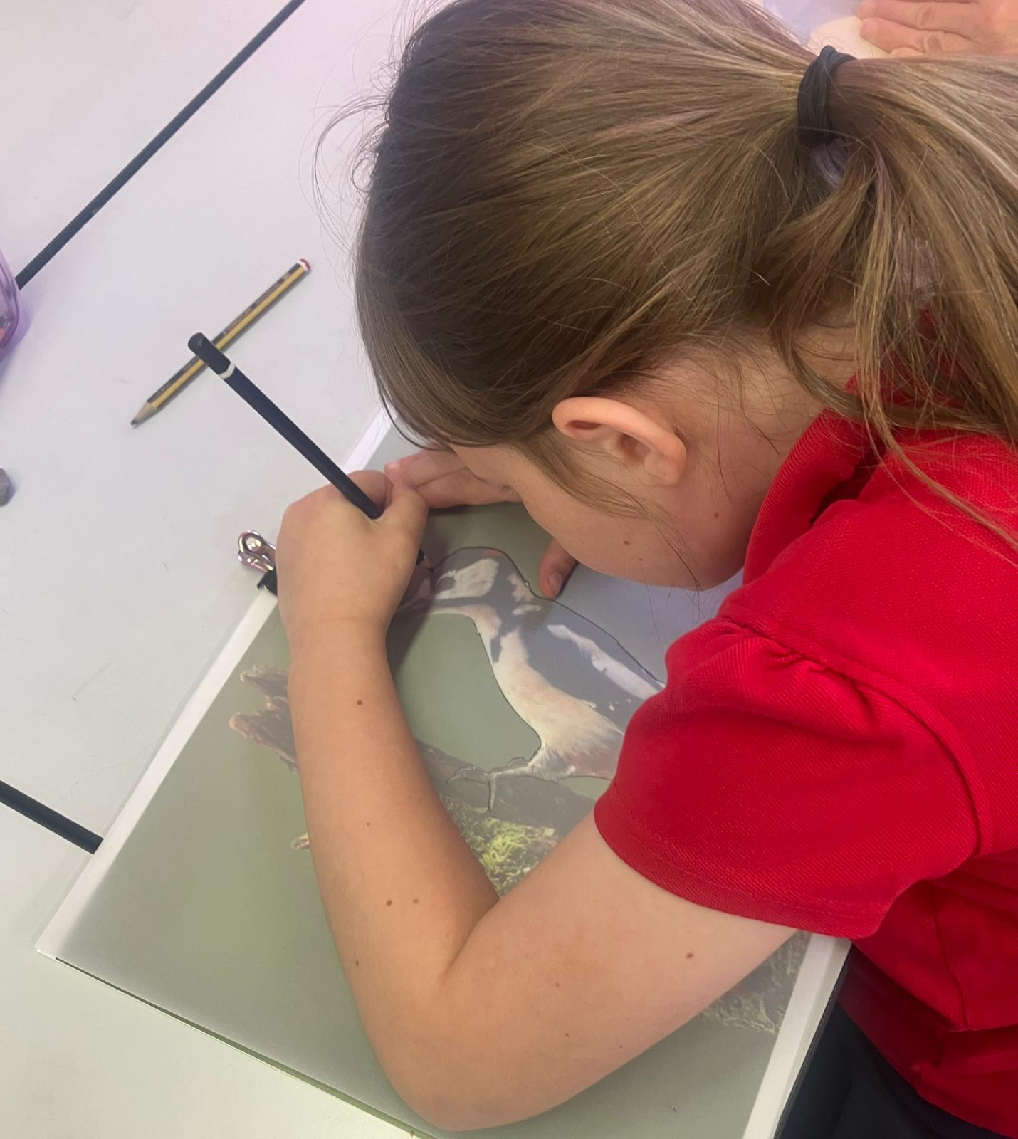 Student tracing the outline of a Greater Spotted Woodpecker (Dendrocopos major).