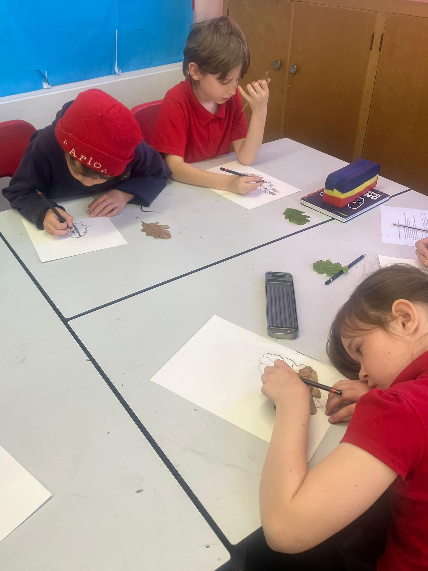 Students drawing Oak leaves.