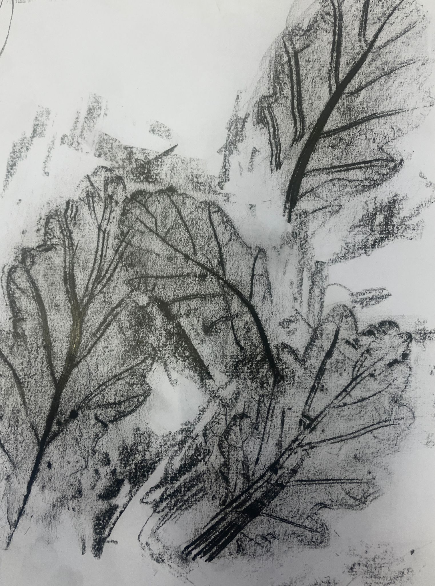 Rubbing of Oak leaf.