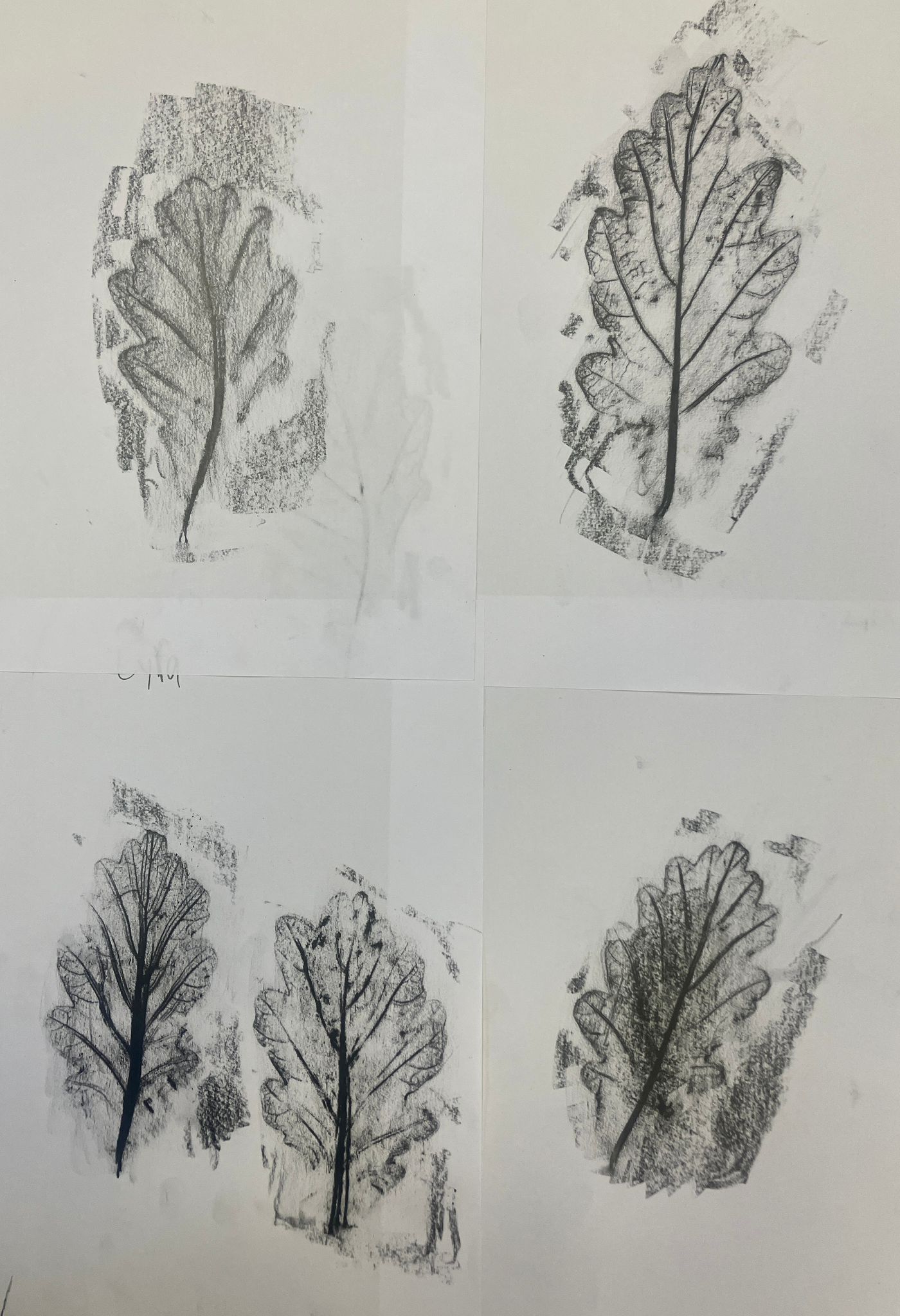 Rubbing of Oak leaf.