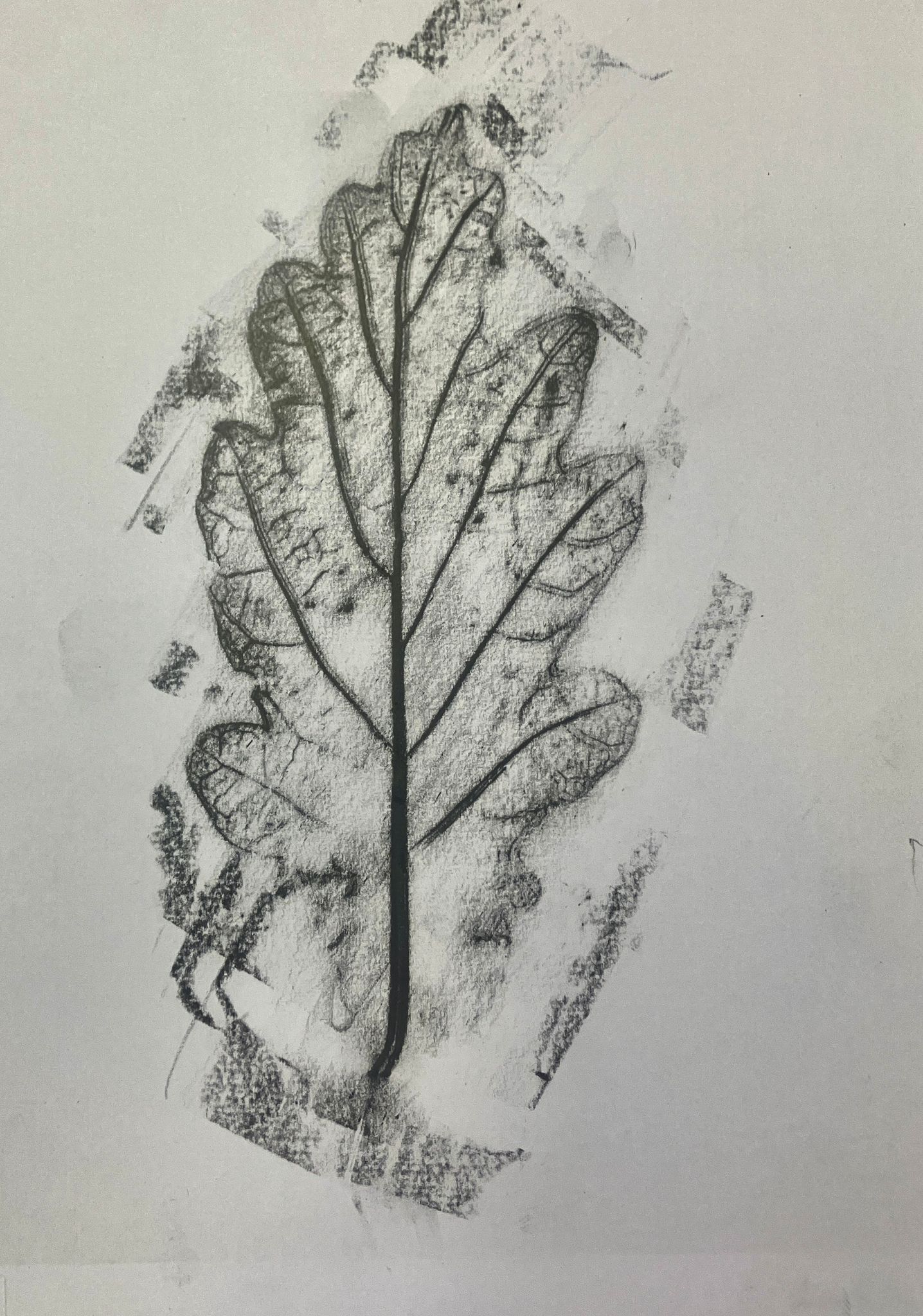 Rubbing of Oak leaf.
