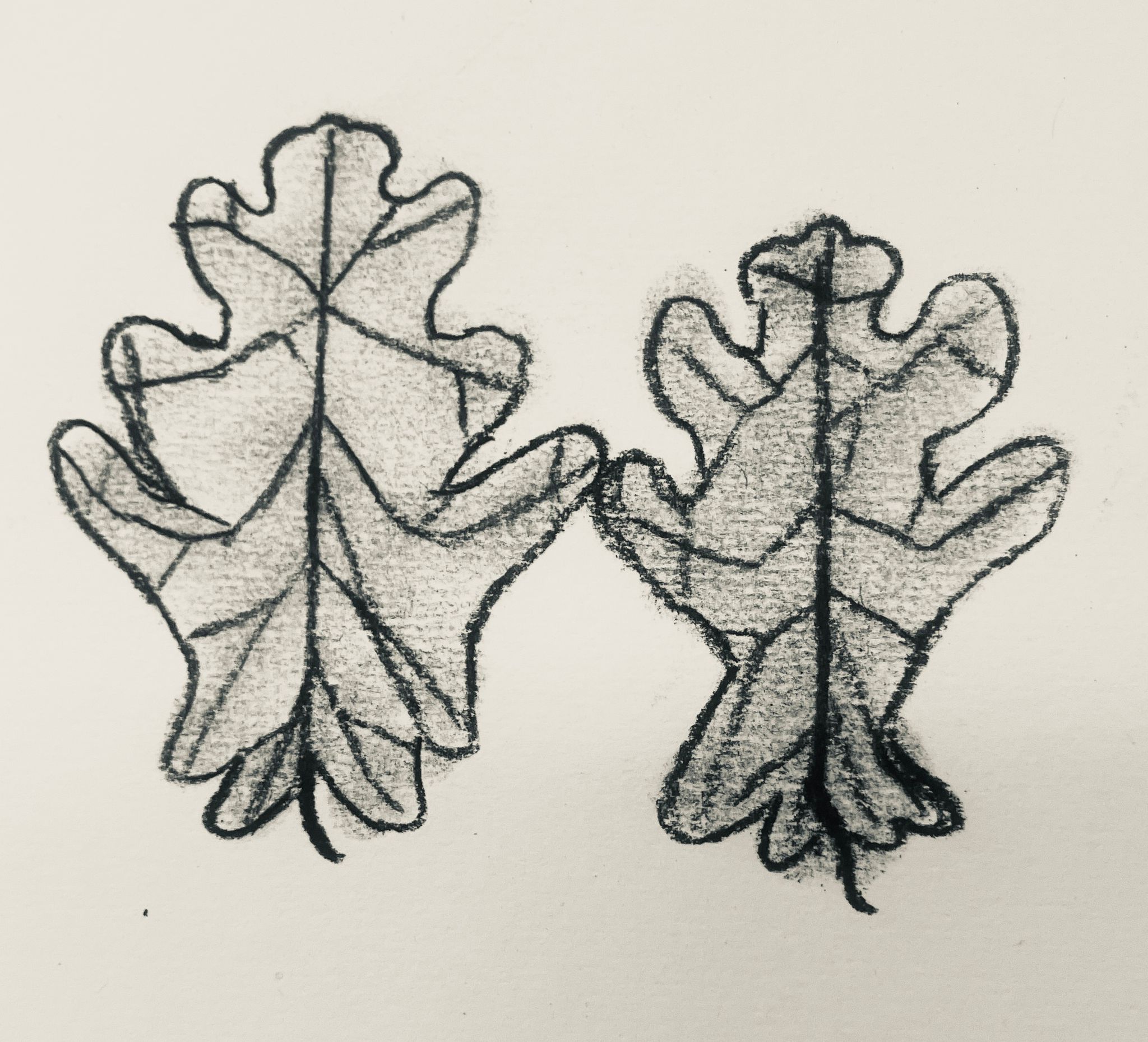 Drawing of Oak leaf with charcoal on white paper.