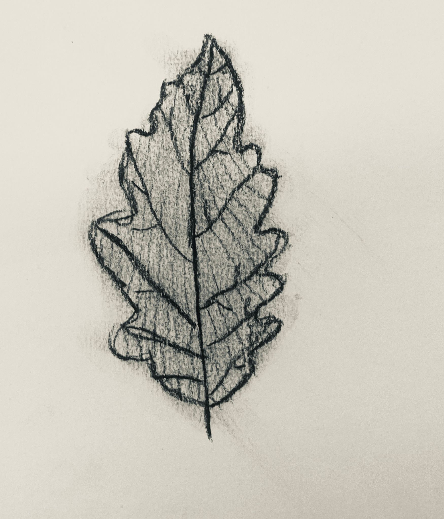 Drawing of Oak leaf with charcoal on white paper.