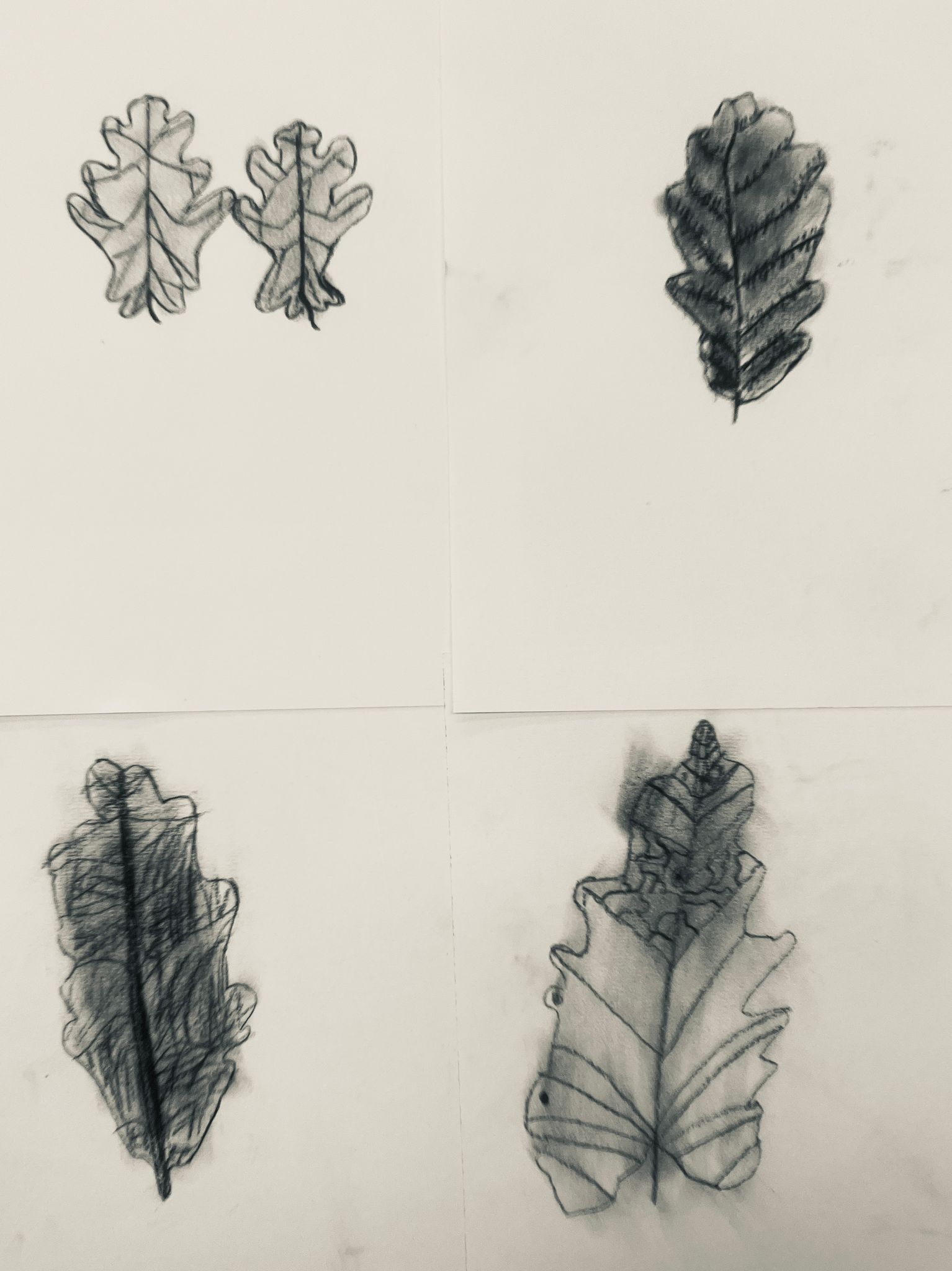 Drawing of Oak leaf with charcoal on white paper.