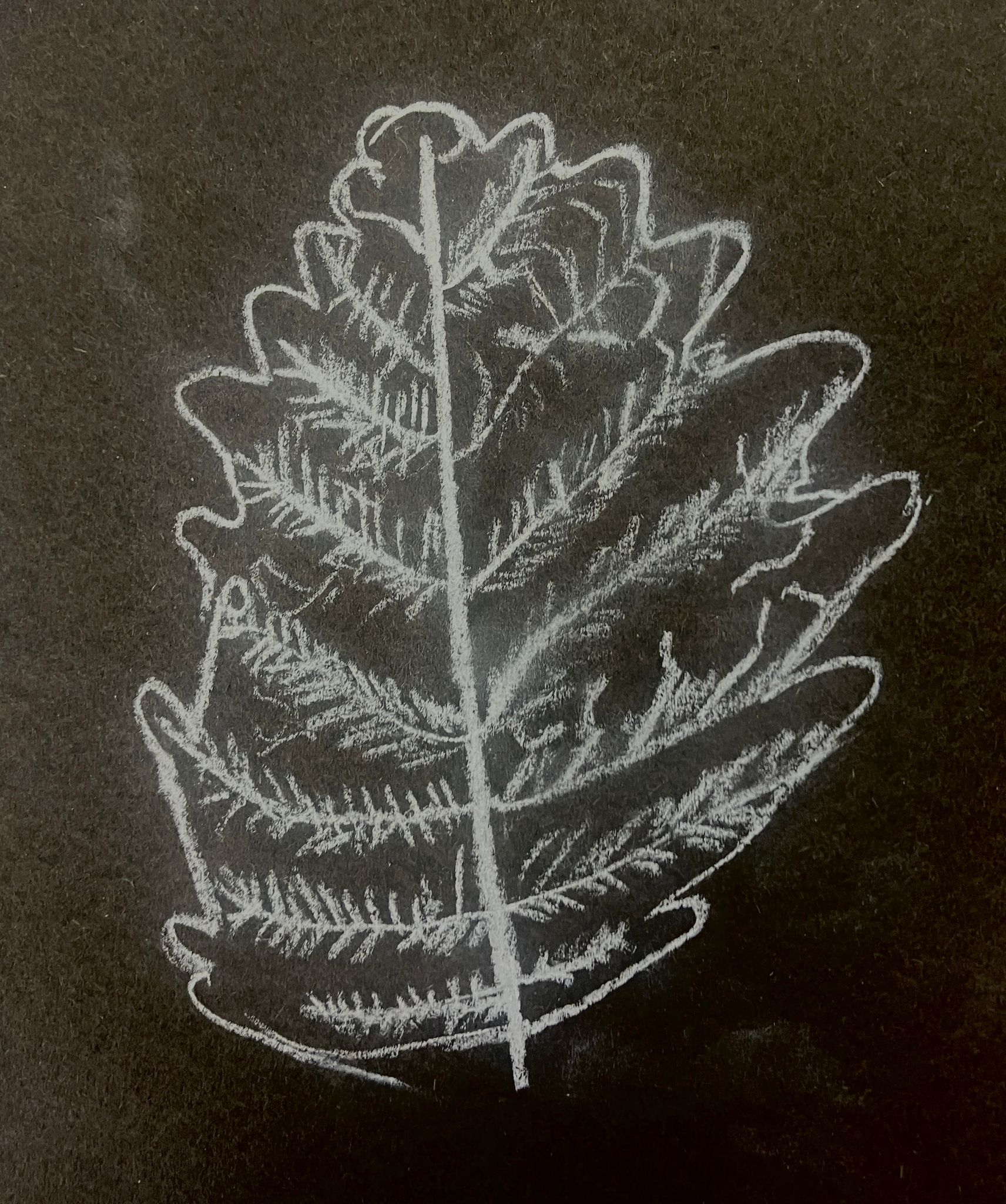 Drawing of Oak leaf, white out of black.