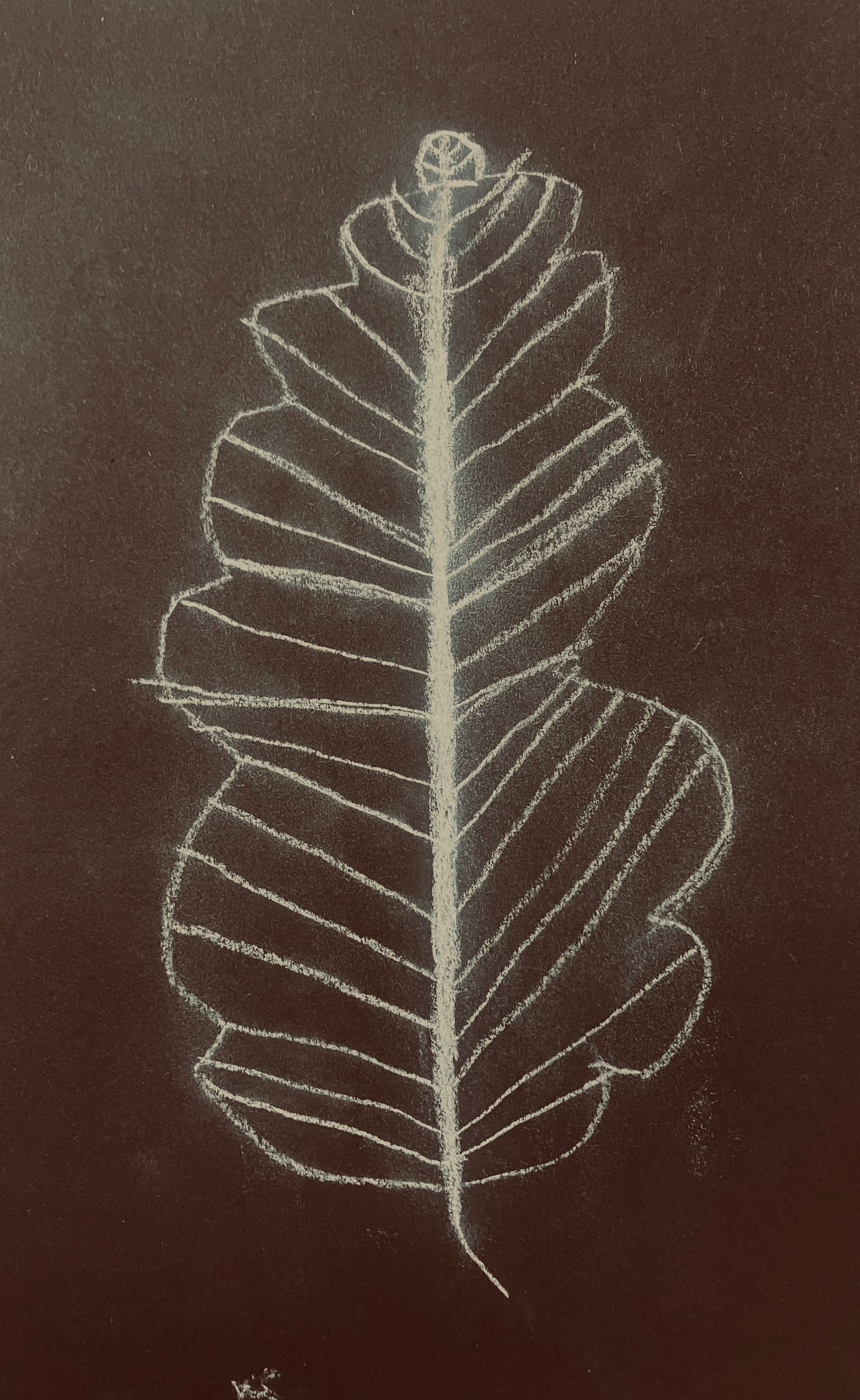 Drawing of Oak leaf, white out of black.