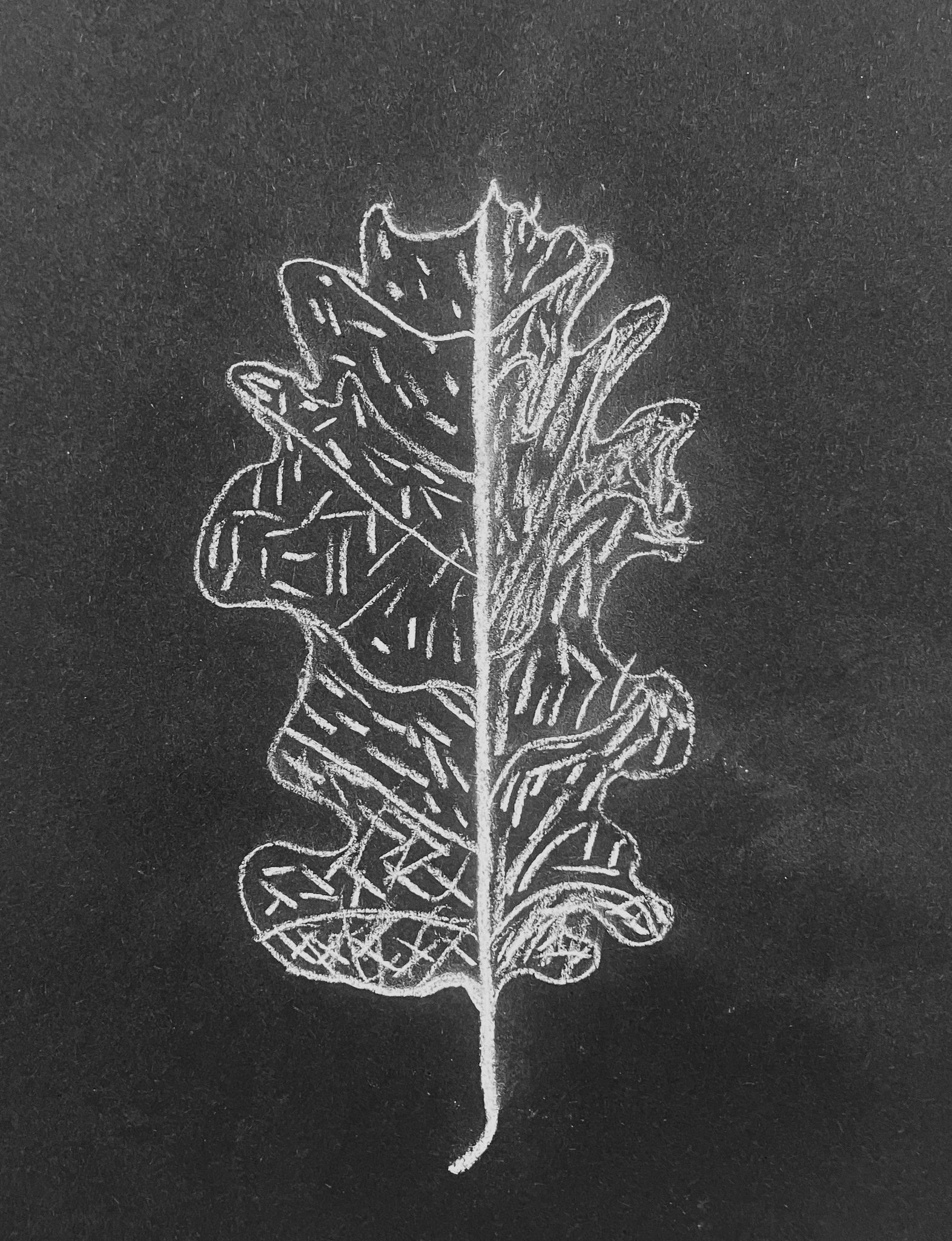 Drawing of Oak leaf, white out of black.