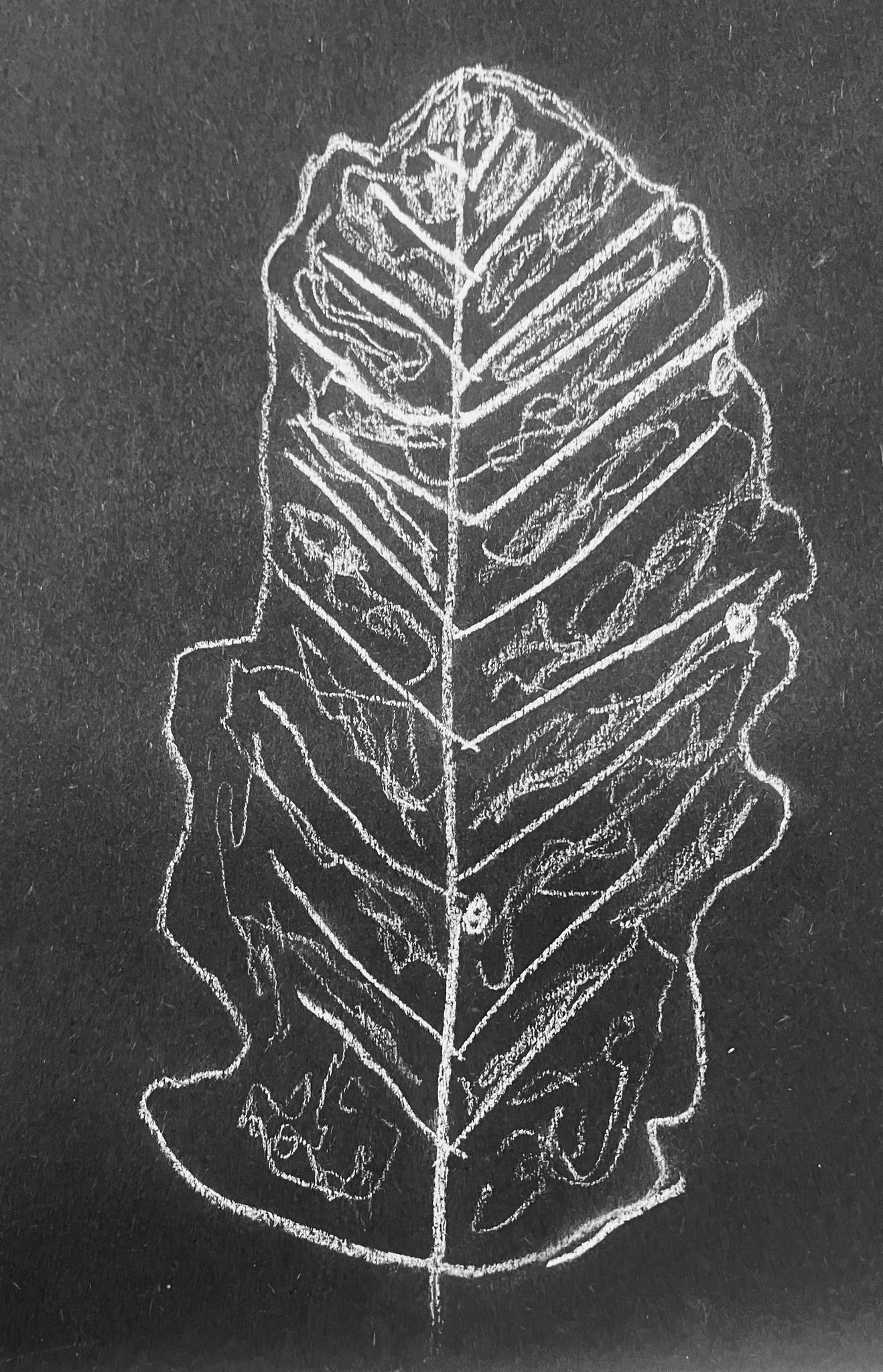 Drawing of Oak leaf, white out of black.