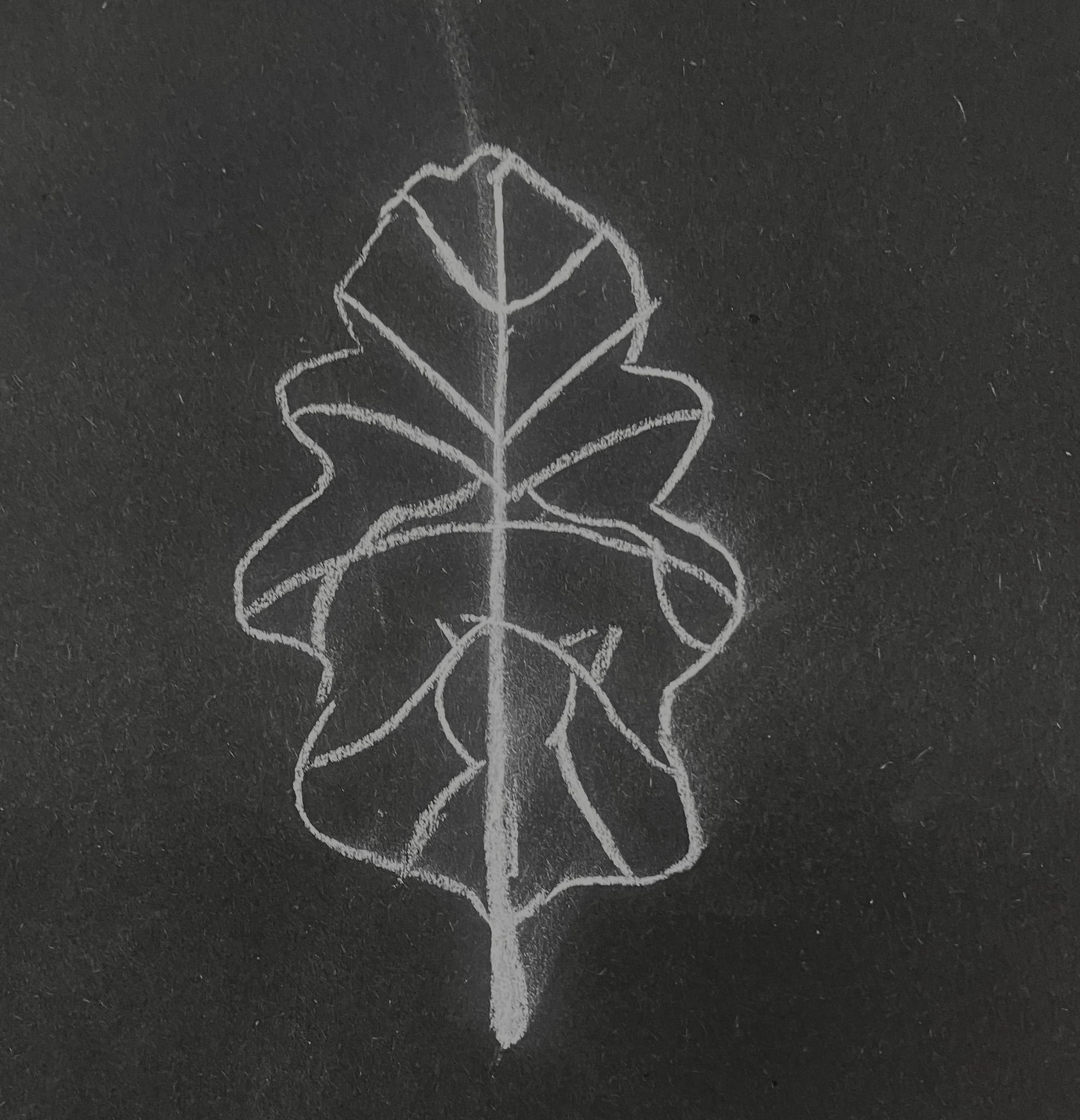 Drawing of Oak leaf, white out of black.