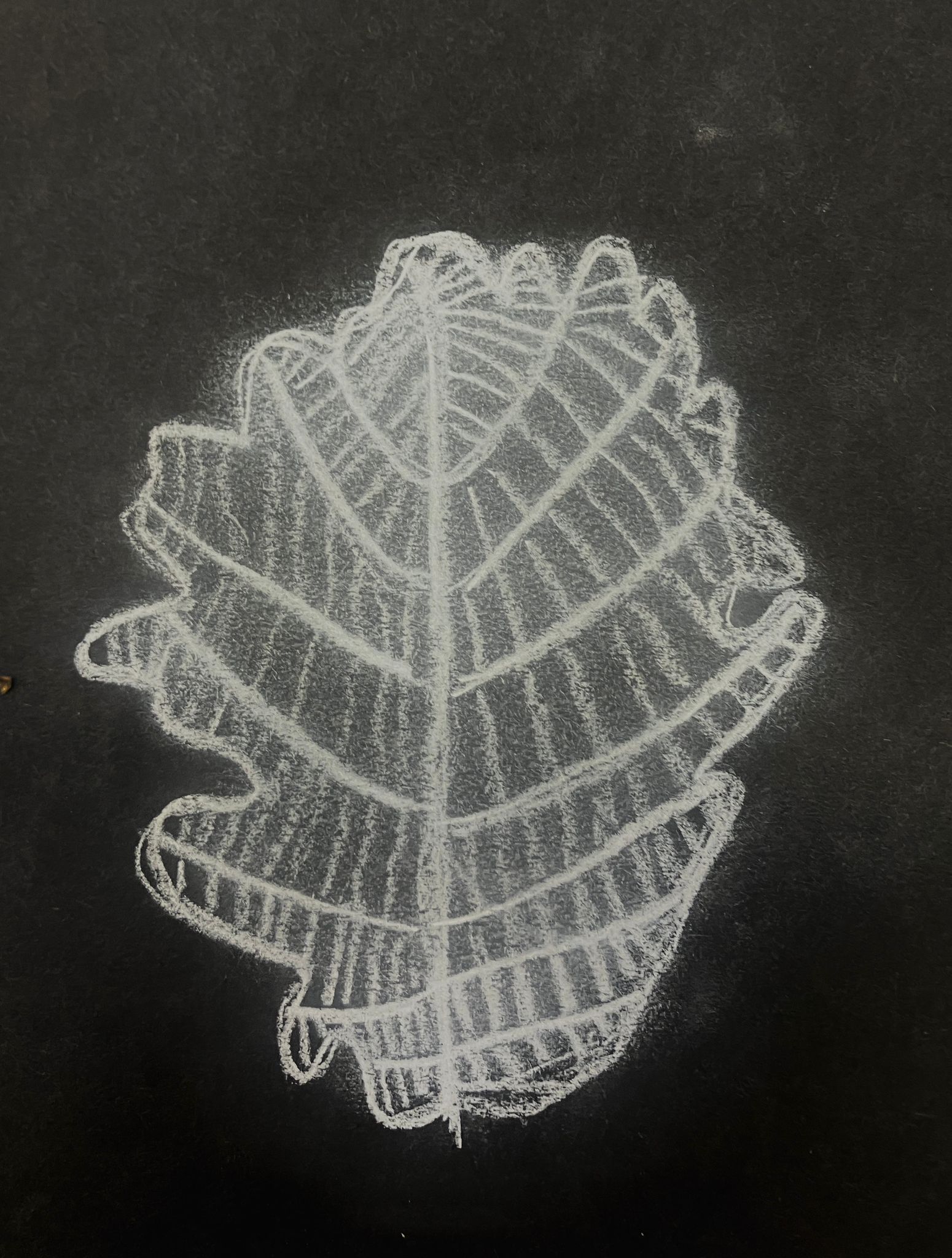 Drawing of Oak leaf, white out of black.