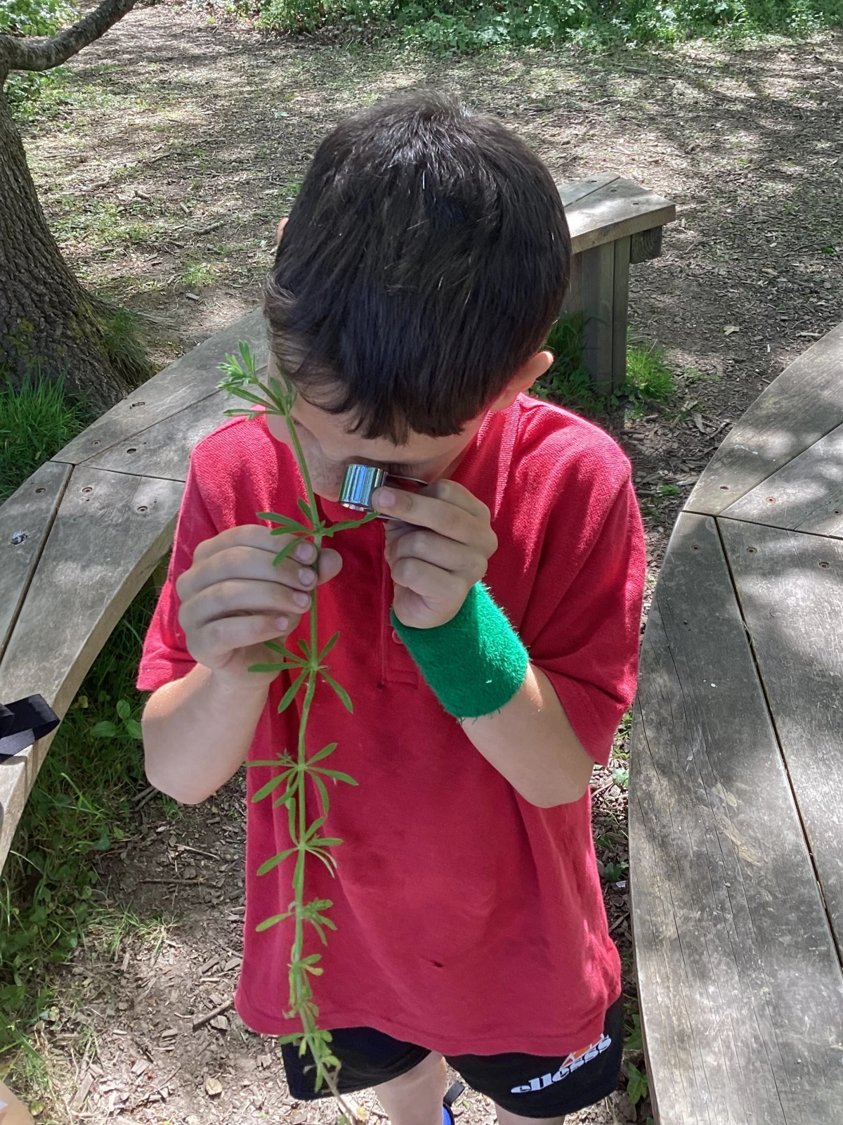 Student looking at leaf formation on Sticky Willy (Galium aparine)