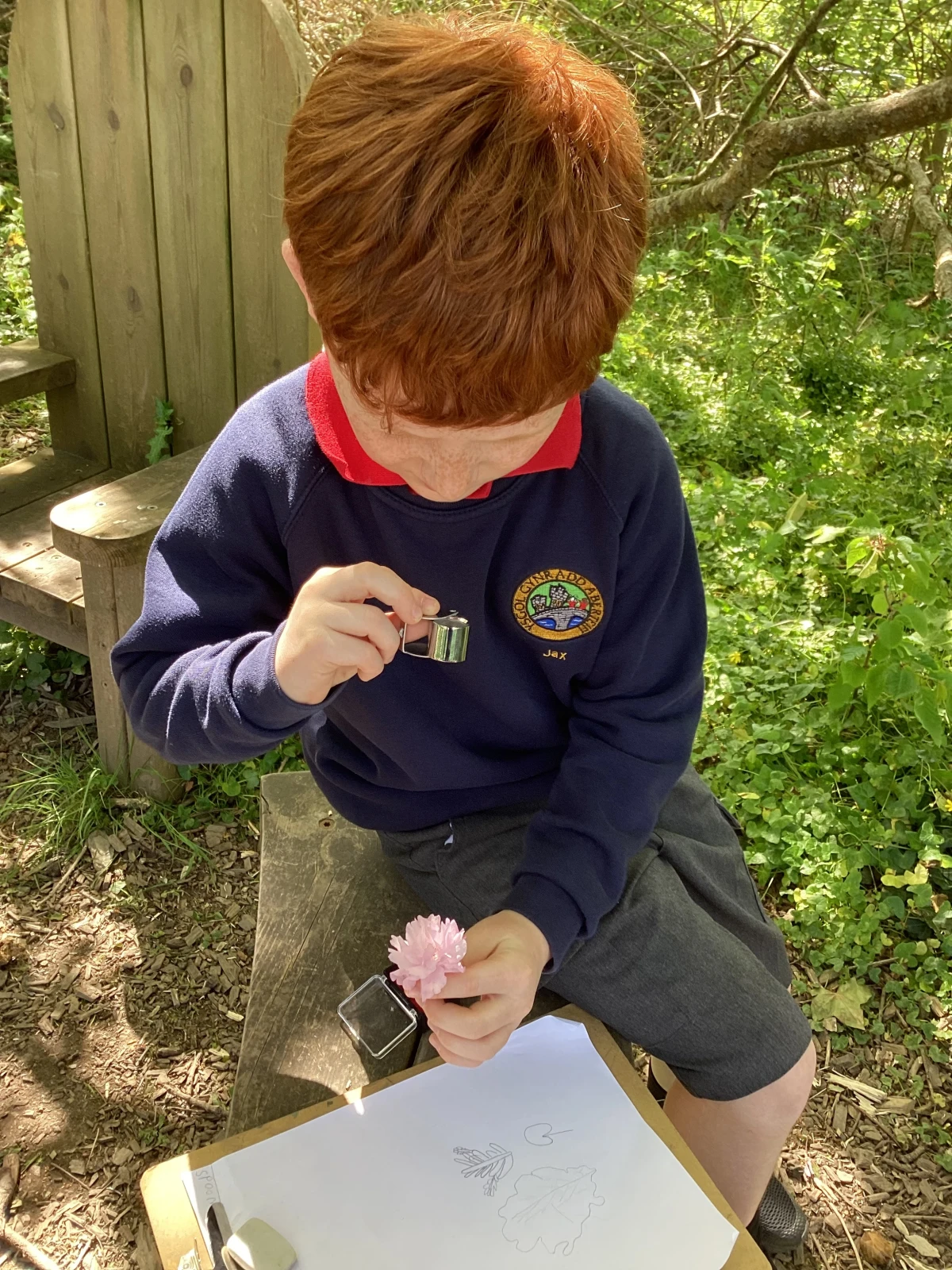 Cherry blossom under scrutiny