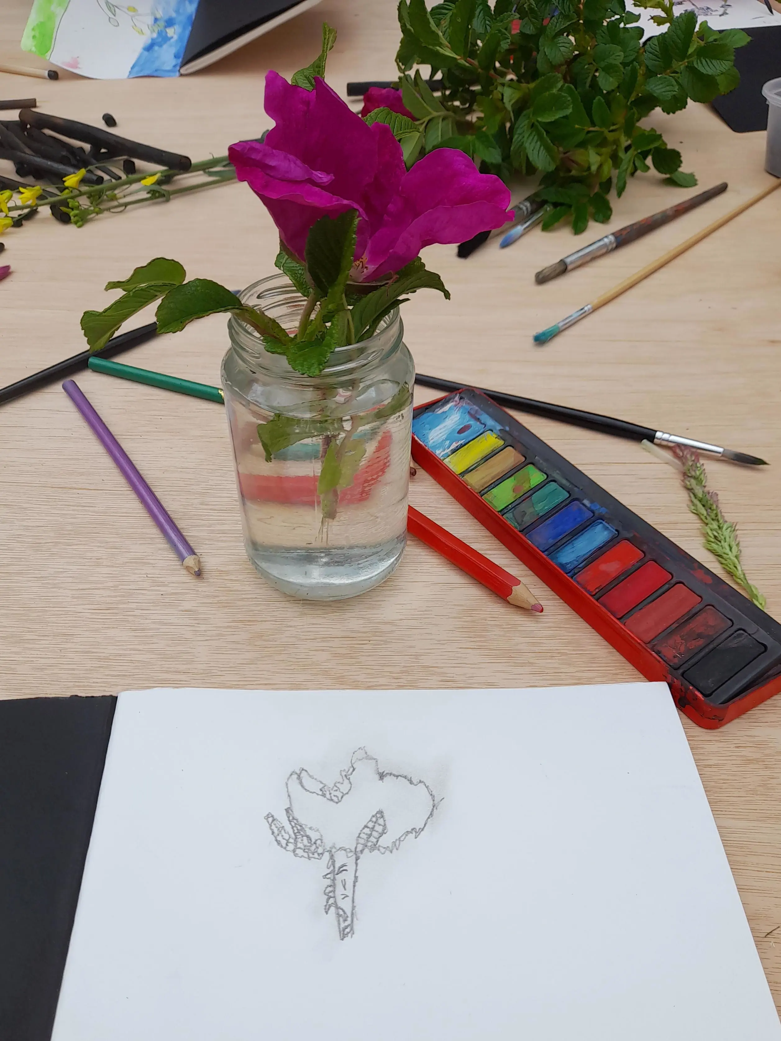 Rosa rugosa in progress