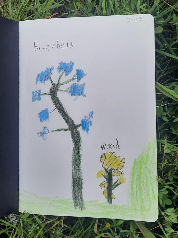 Bluebell and wood, side by side