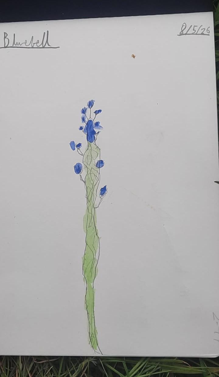 Delightful Bluebell
