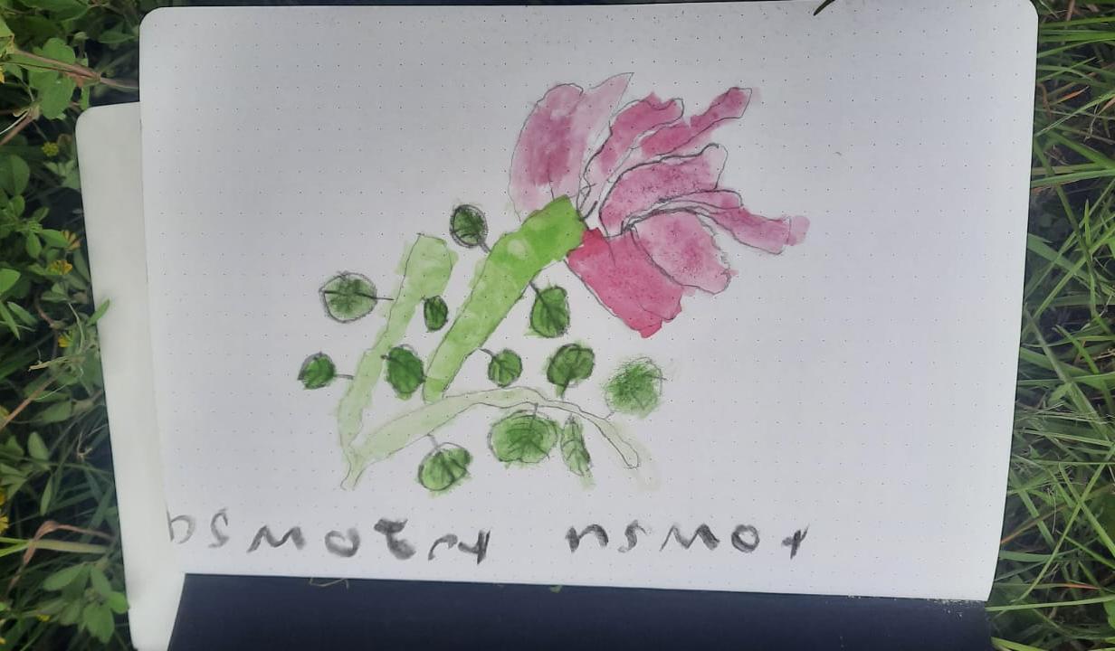 Confident painting of Rosa rugosa