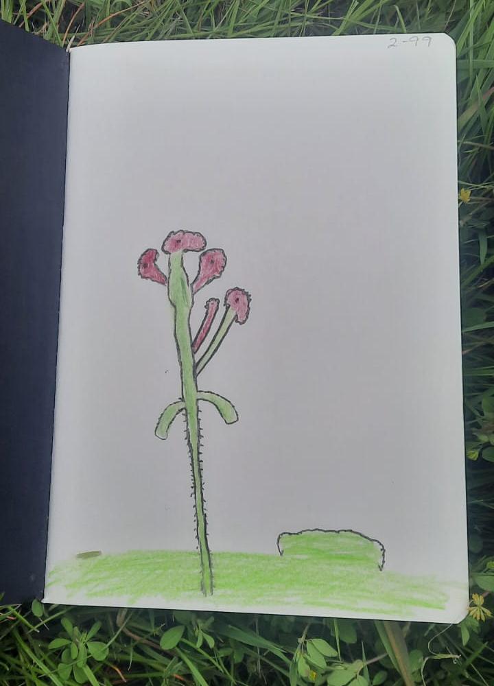 Proud Red Campion painting