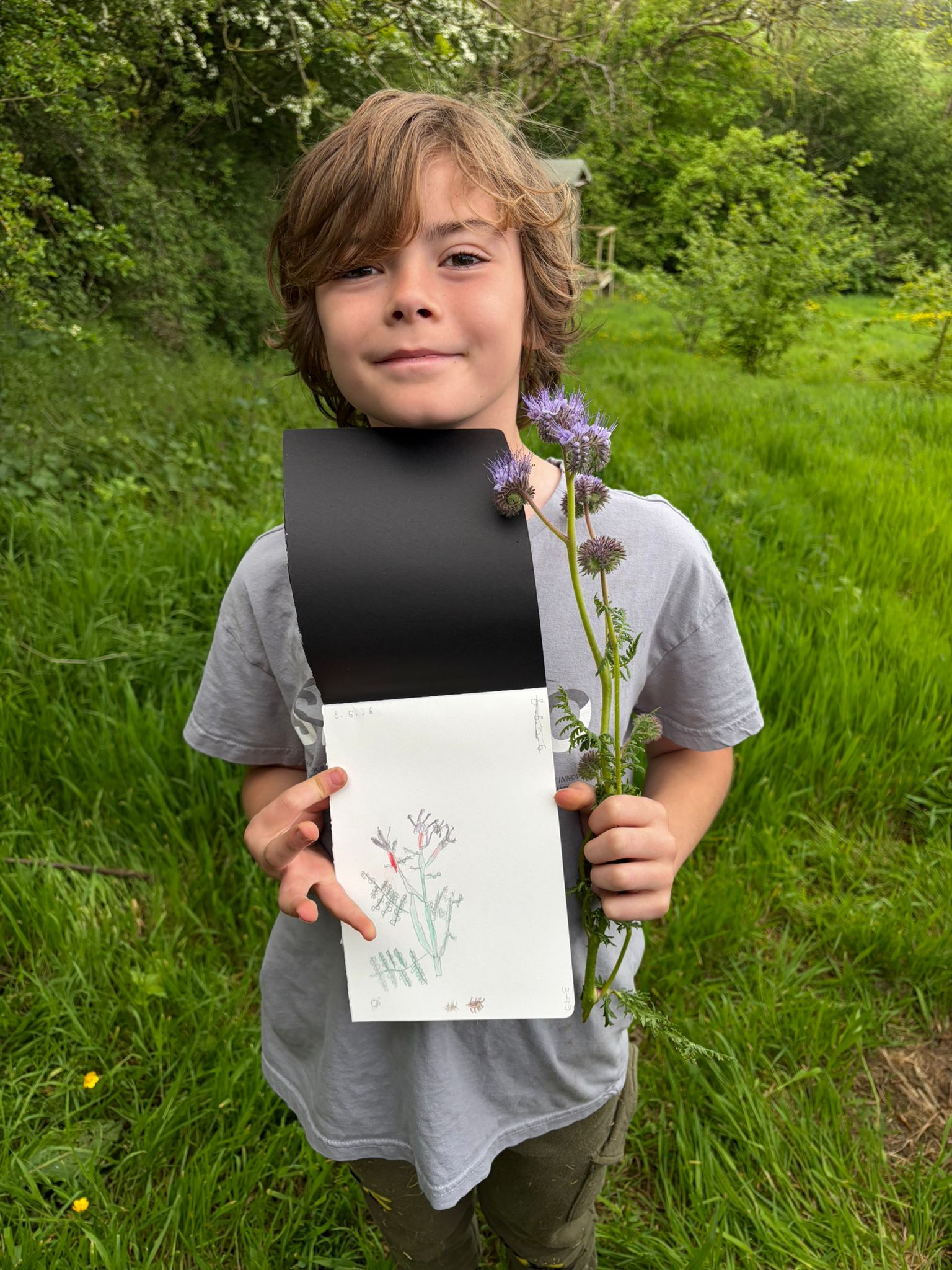 Phacelia, painting and pride