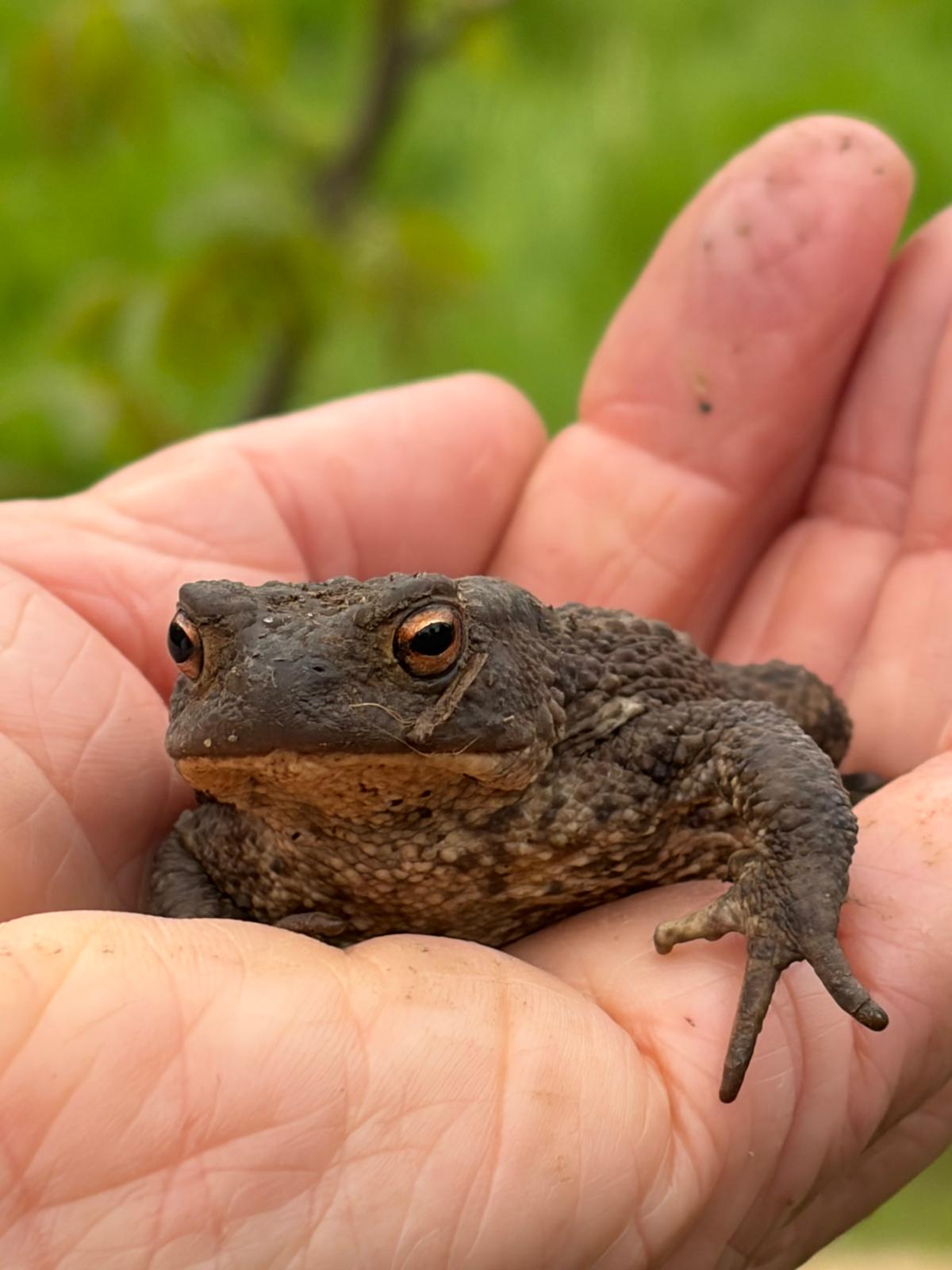 Relaxed toad in the hand