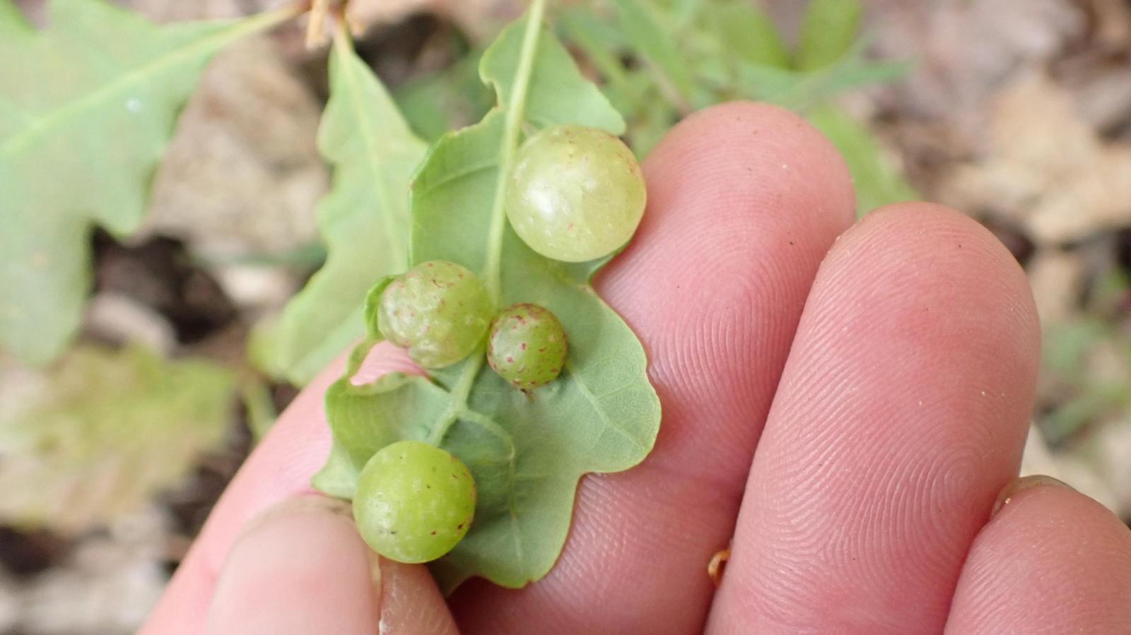 Cherry Gall on an Oak leaf, created by Cherry Gall Wasp for their offspring. Photo Carys May.