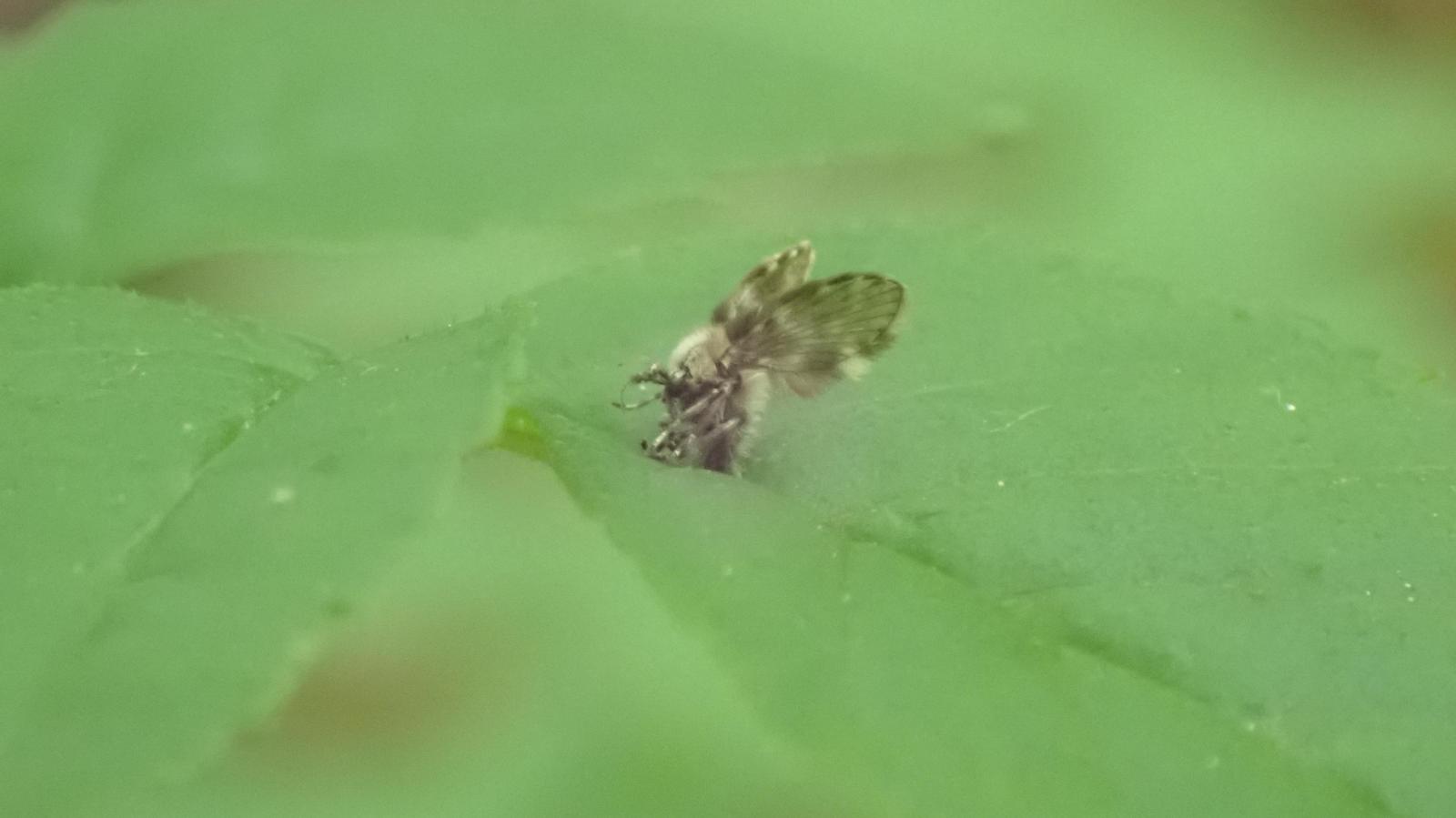 Psychodidae Moth Fly on a leaf. Photo Carys May.