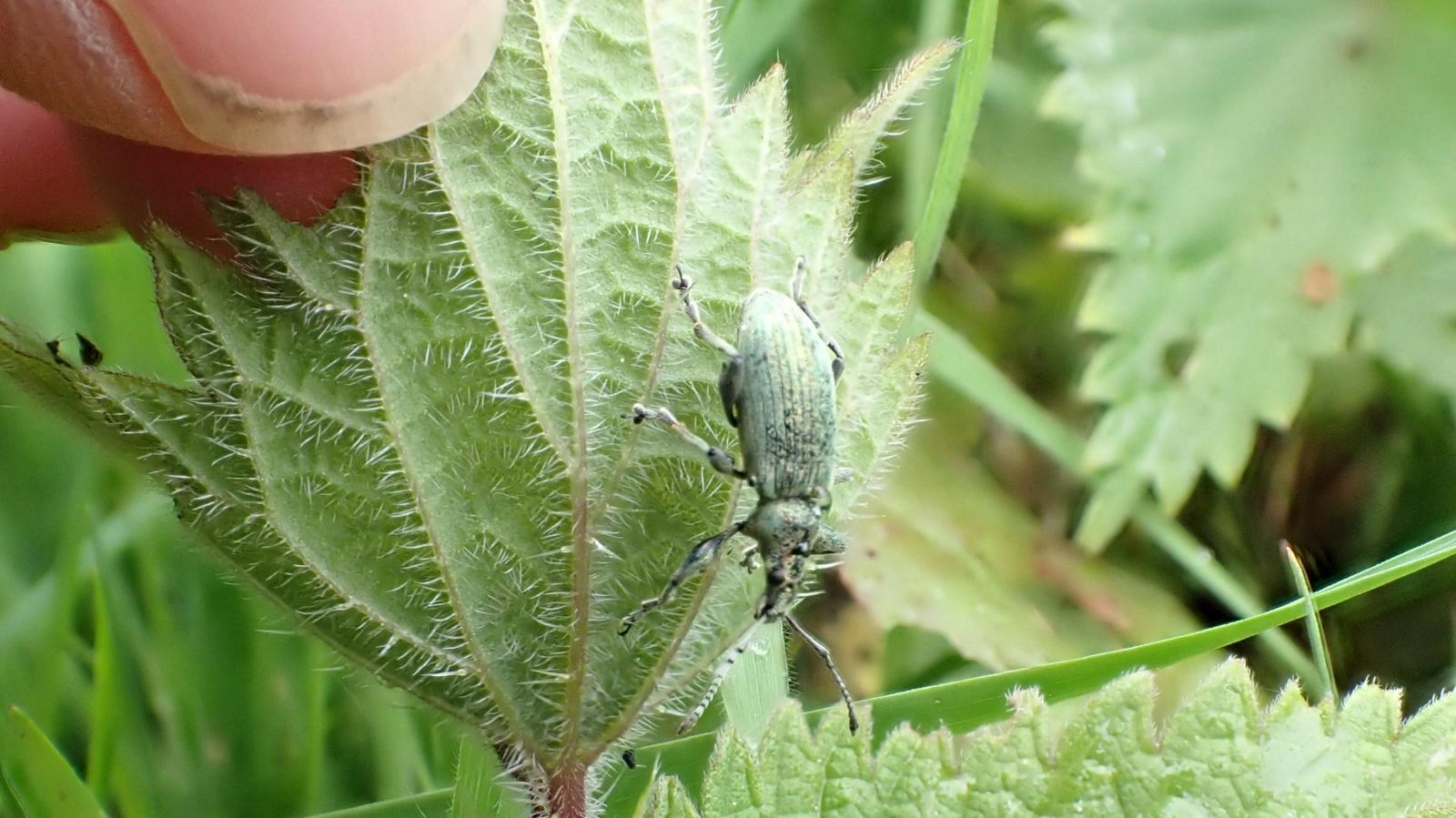 Green Nettle Weevil on a Nettle. Photo Carys May.