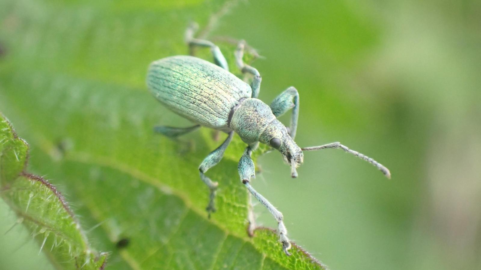 List of species at Esgair Arth