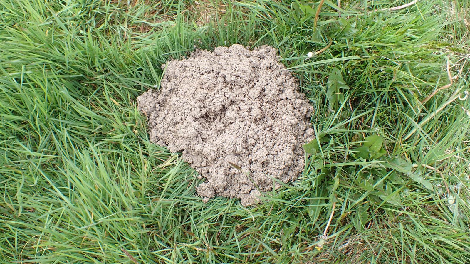 Mole hill in the long grass