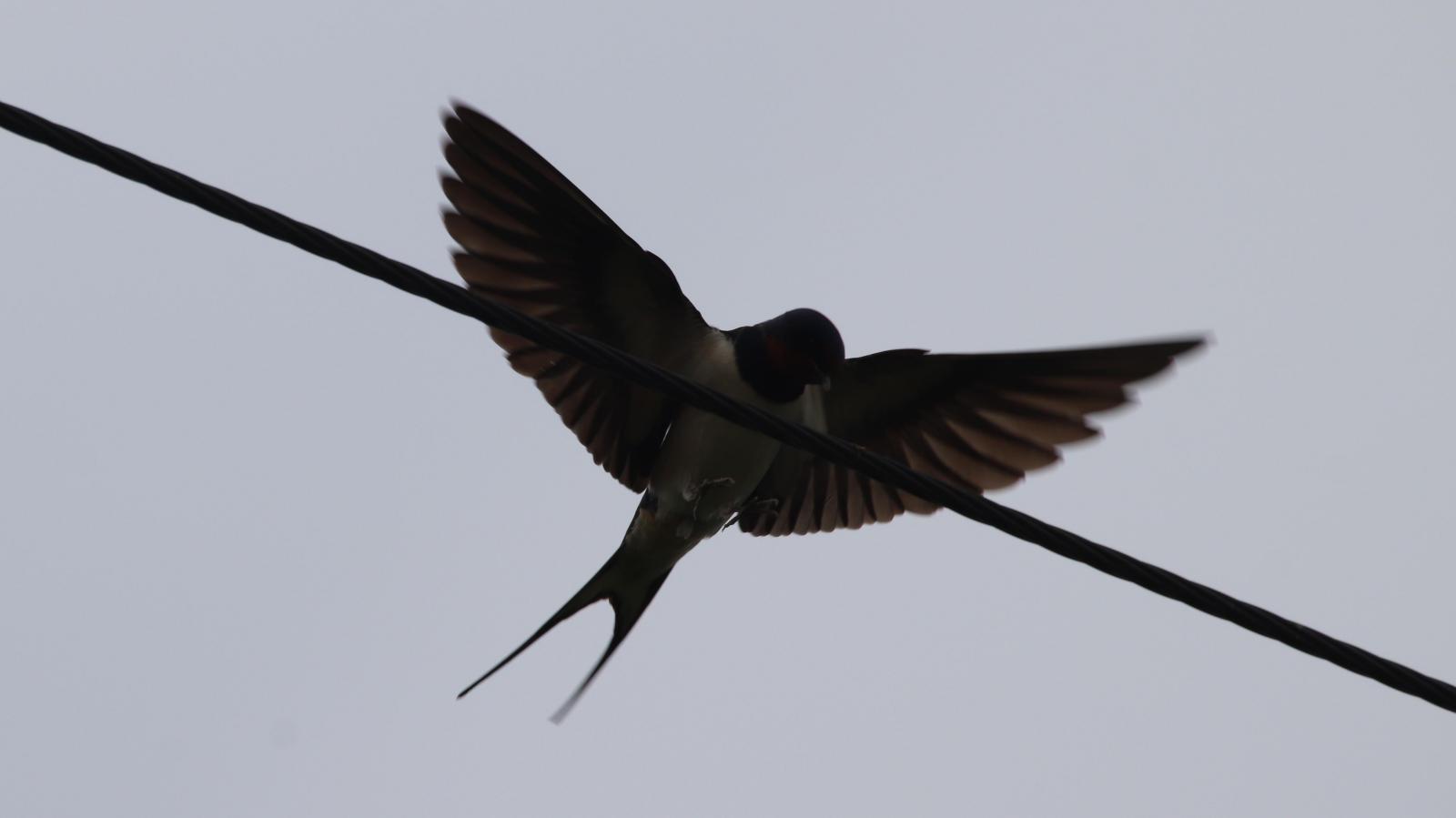 Swallow landing on the wire. Photo Carys May.