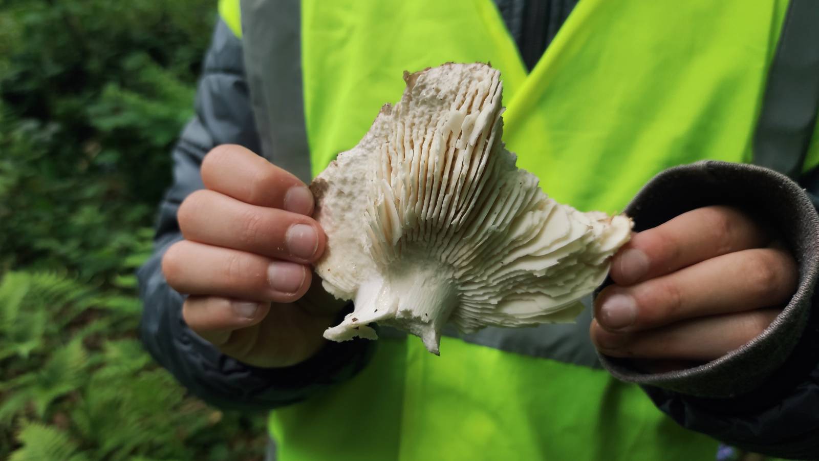 Student with hi-vis jacket holding a fungi