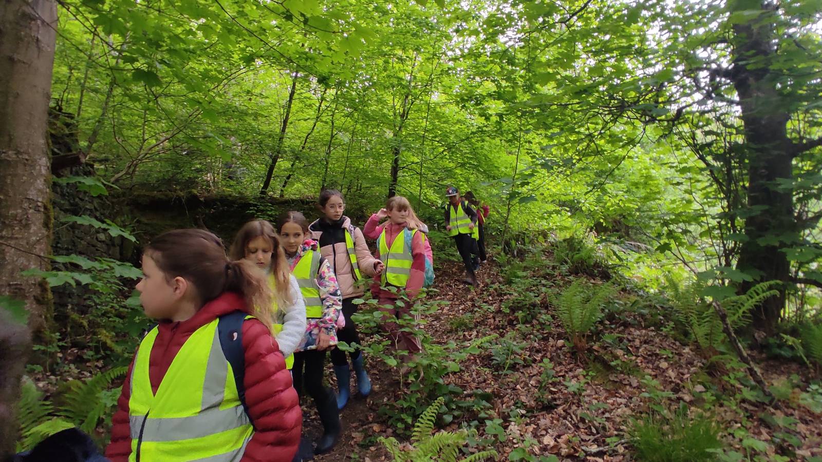 Line of students in hi-vis jackets walking down a steep woodland path, surrounded by green