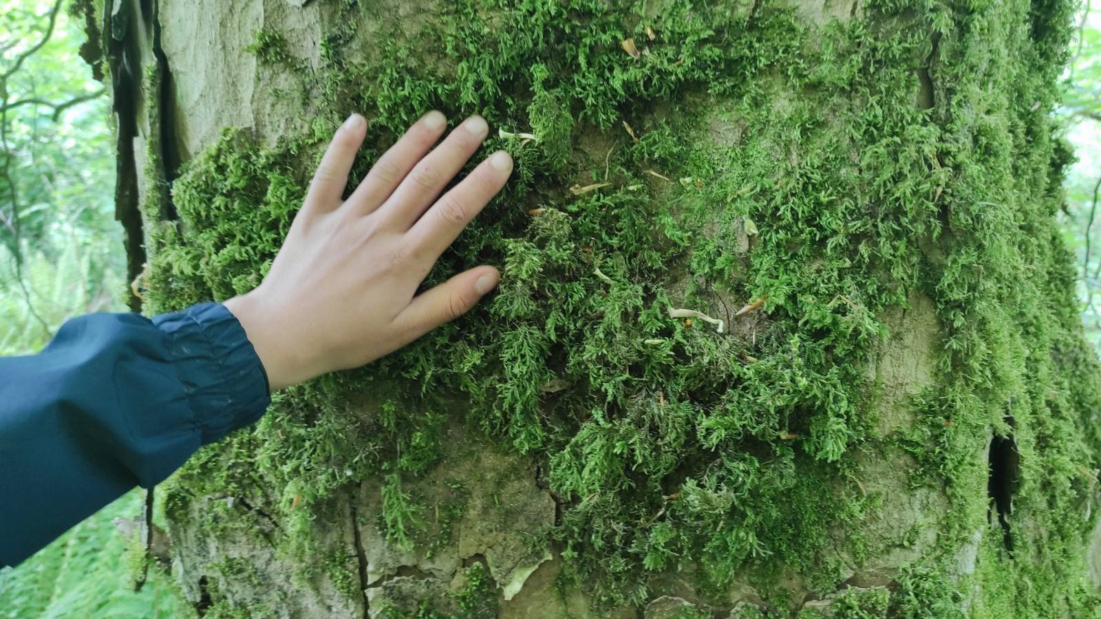 Student's hand on thick, shaggy moss on a large tree trunk