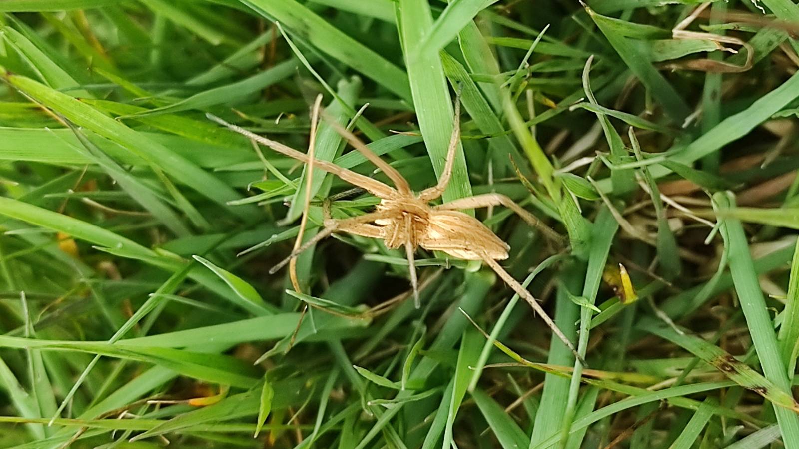 Smooth, pale brown spider in long grass