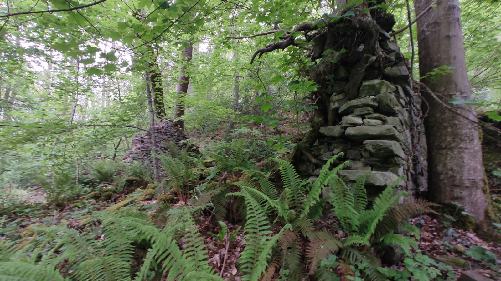 Ruins of a cottage, only two end walls standing, trees and ferns abound