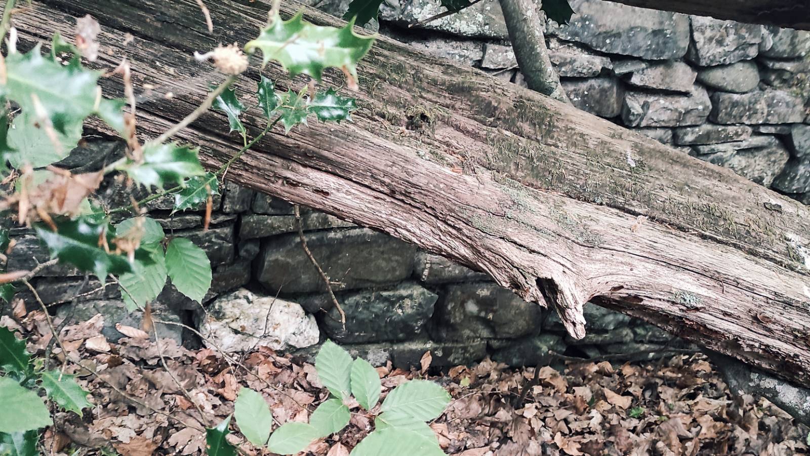 White quartz stone in the bottom course of the stone wall of the cottage, fallen dead trunk in the foreground
