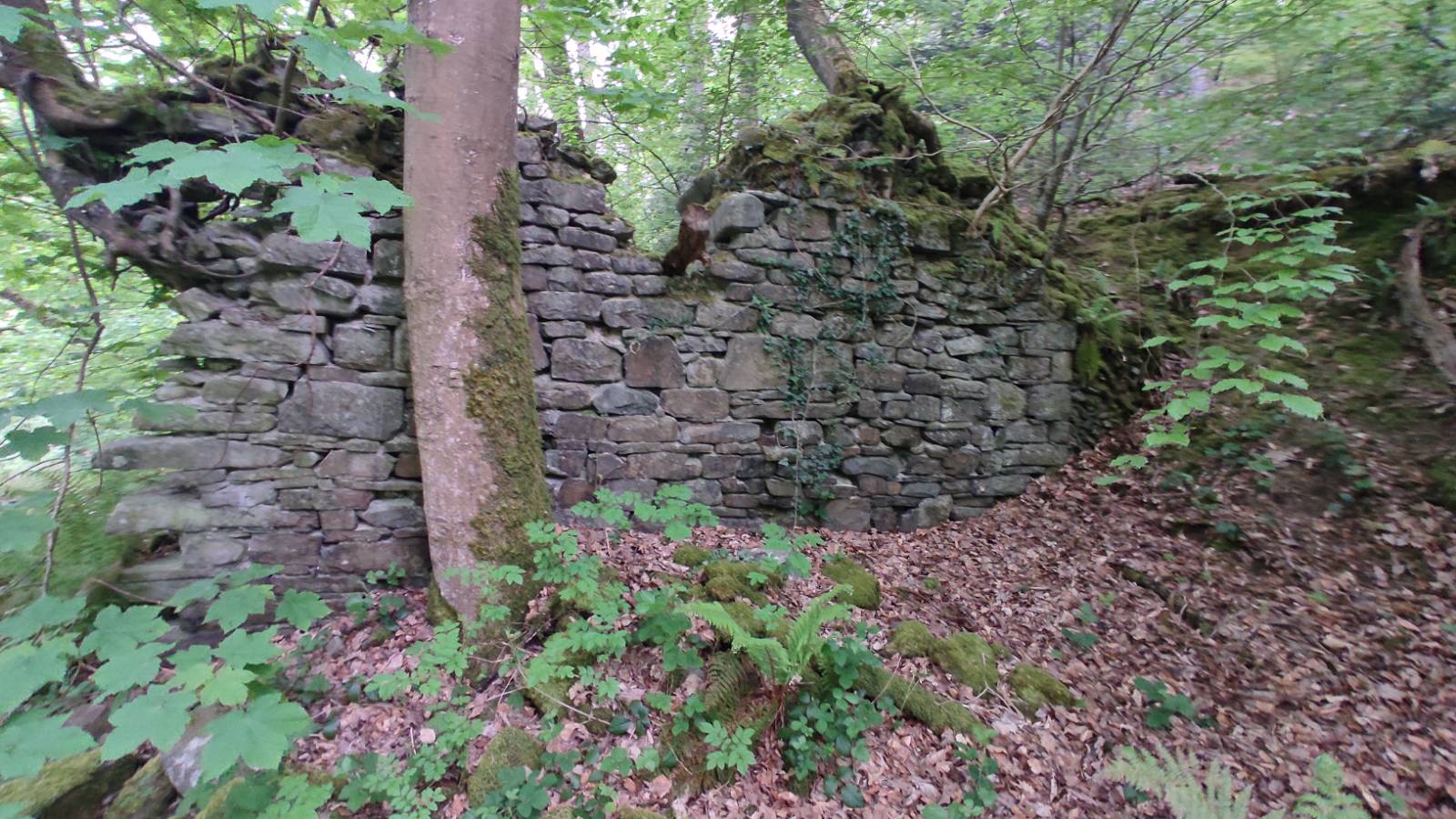 End wall of cottage ruins, with a tree growing next to it