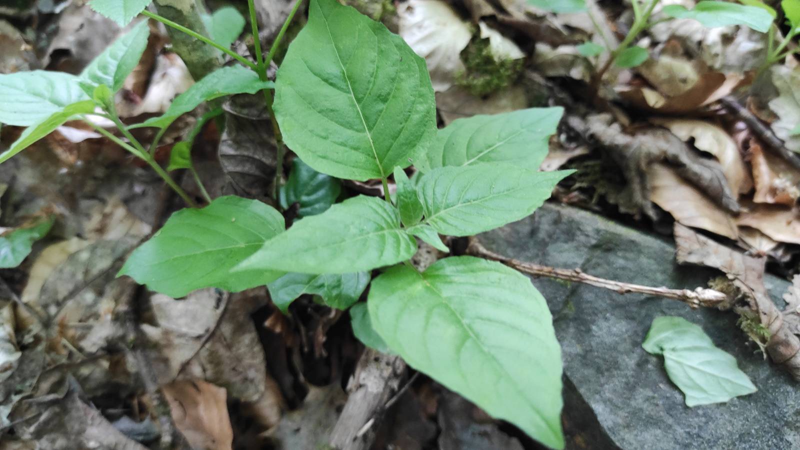 Broad, pointed green leaves of young plant in woodland