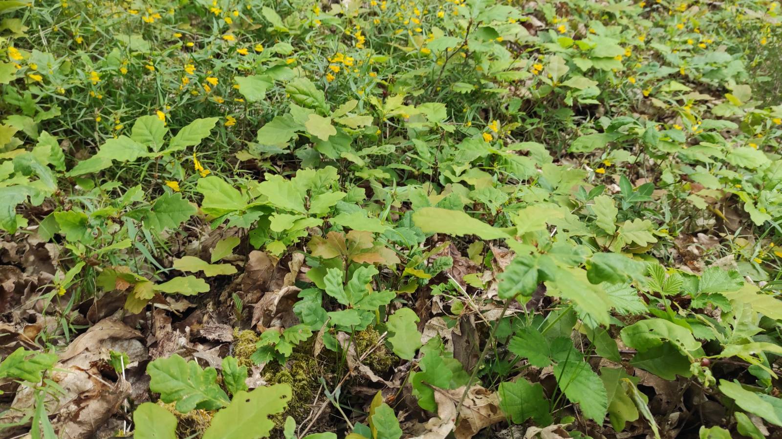 Woodland floor covered in low growing yellow tubular flowers and baby Oak saplings