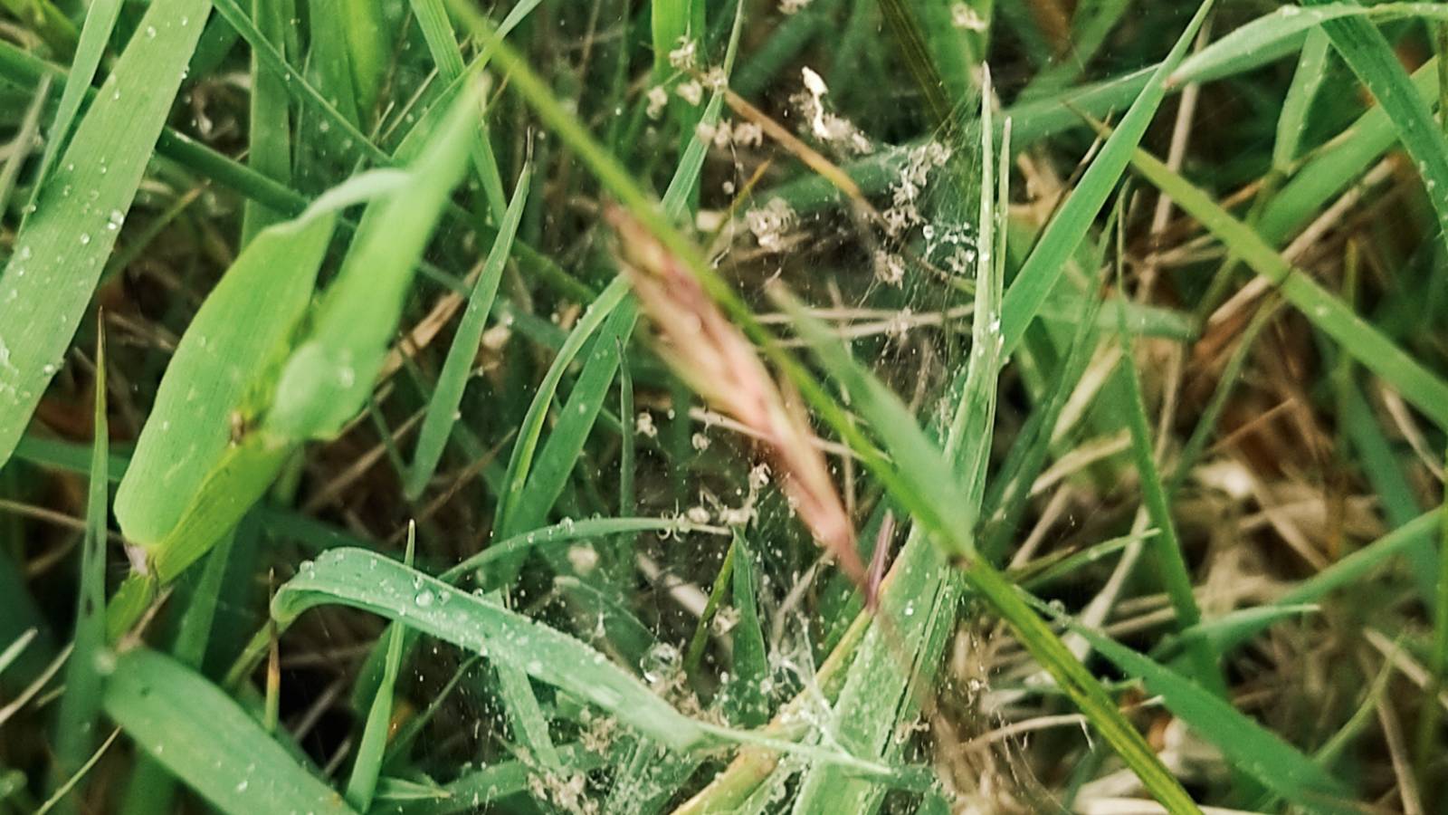 Nest of baby spiders in long grass