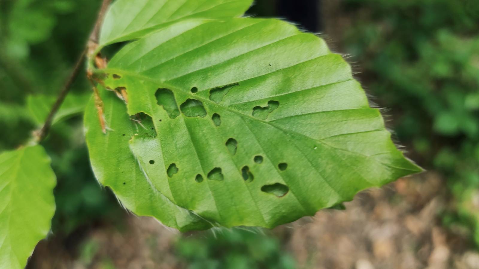 Two green leaves bound together with silk, with some holes eaten by some sort of invertebrate