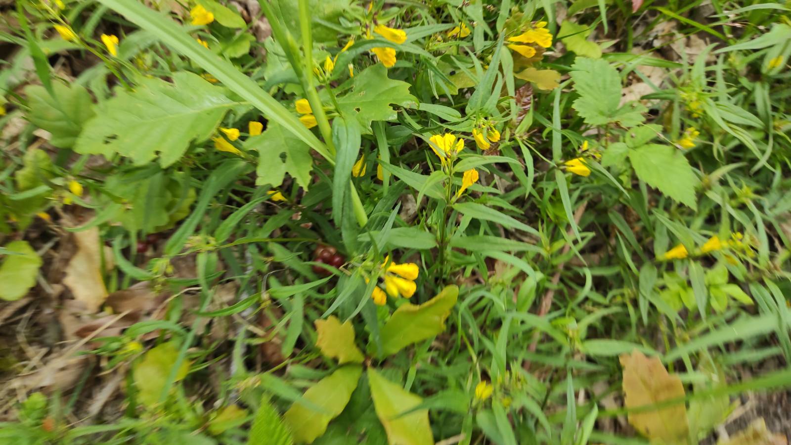 Tubular yellow flowered plants and baby Oaks