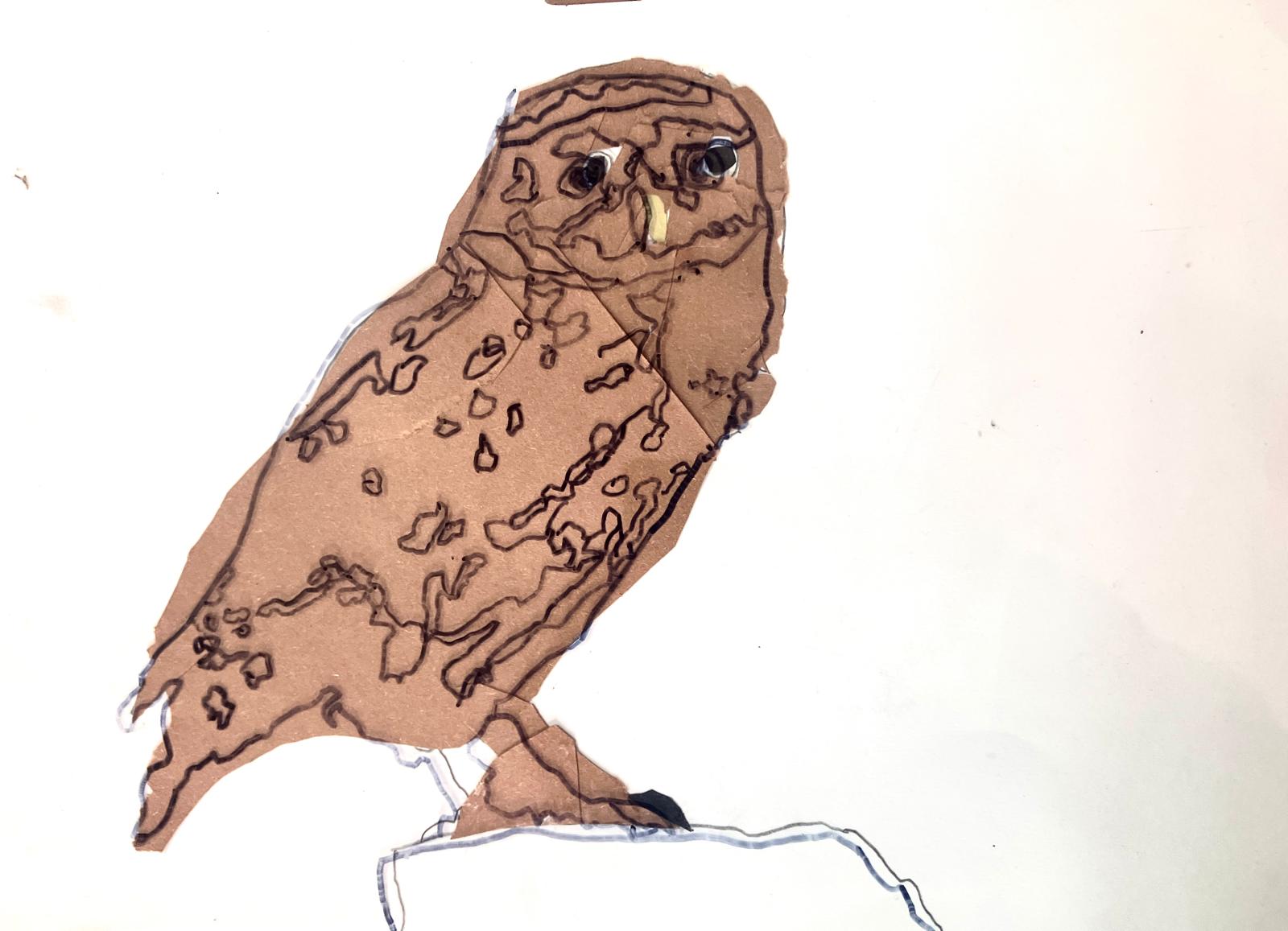 Acetate overlay on a Little Owl / Tylluan Fach