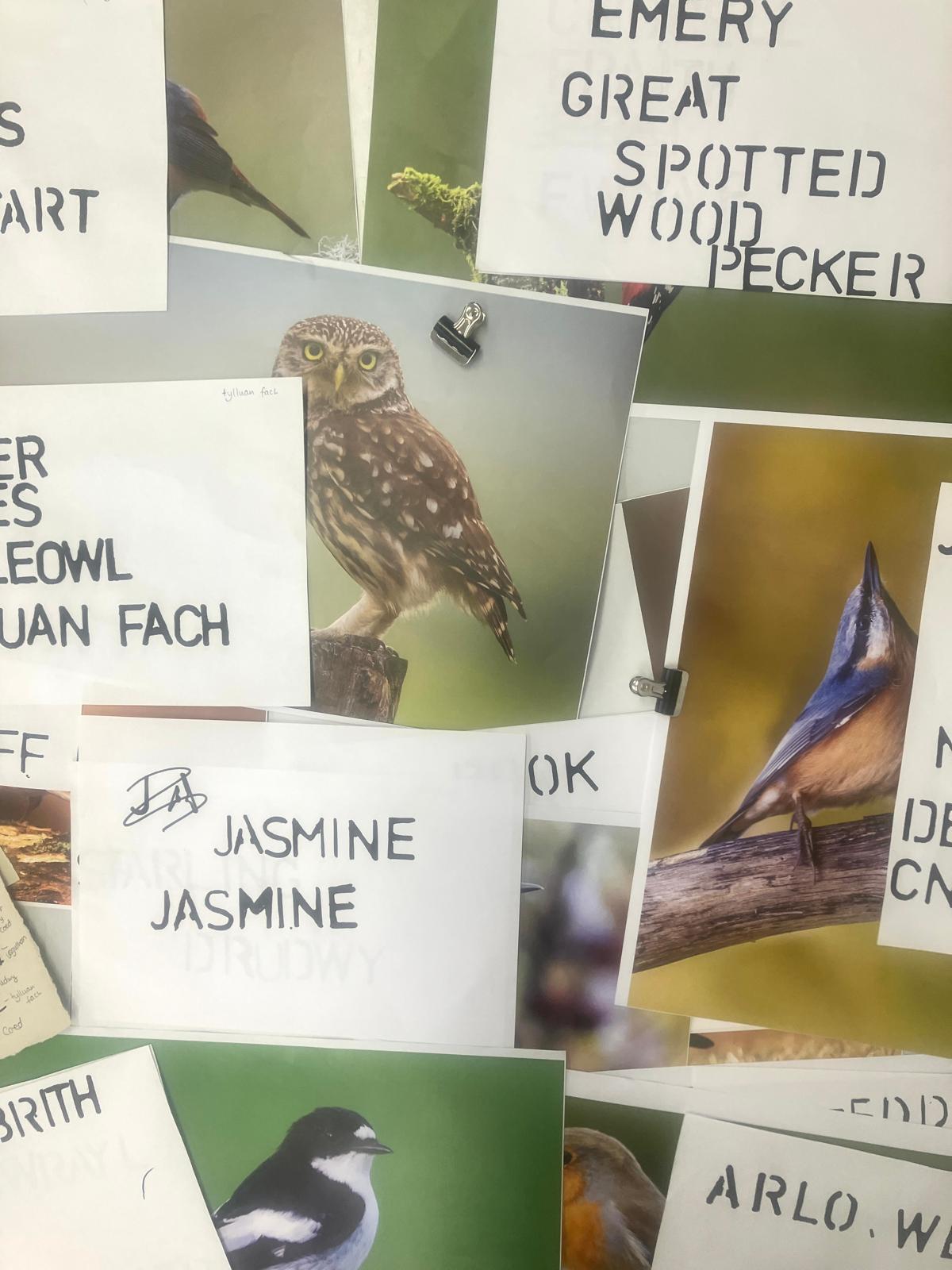 Photos of birds and stencilled names of birds and students
