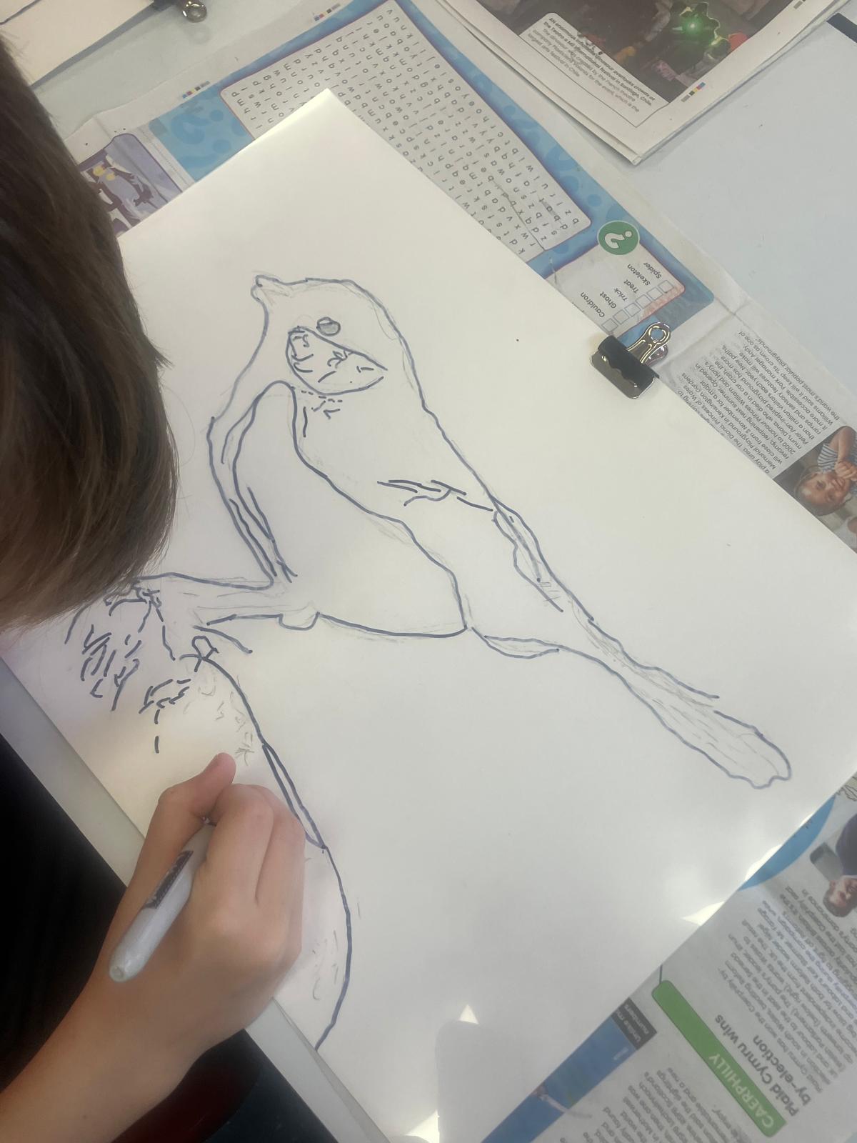 Student tracing over pencil drawing of bird with black pen on acetate