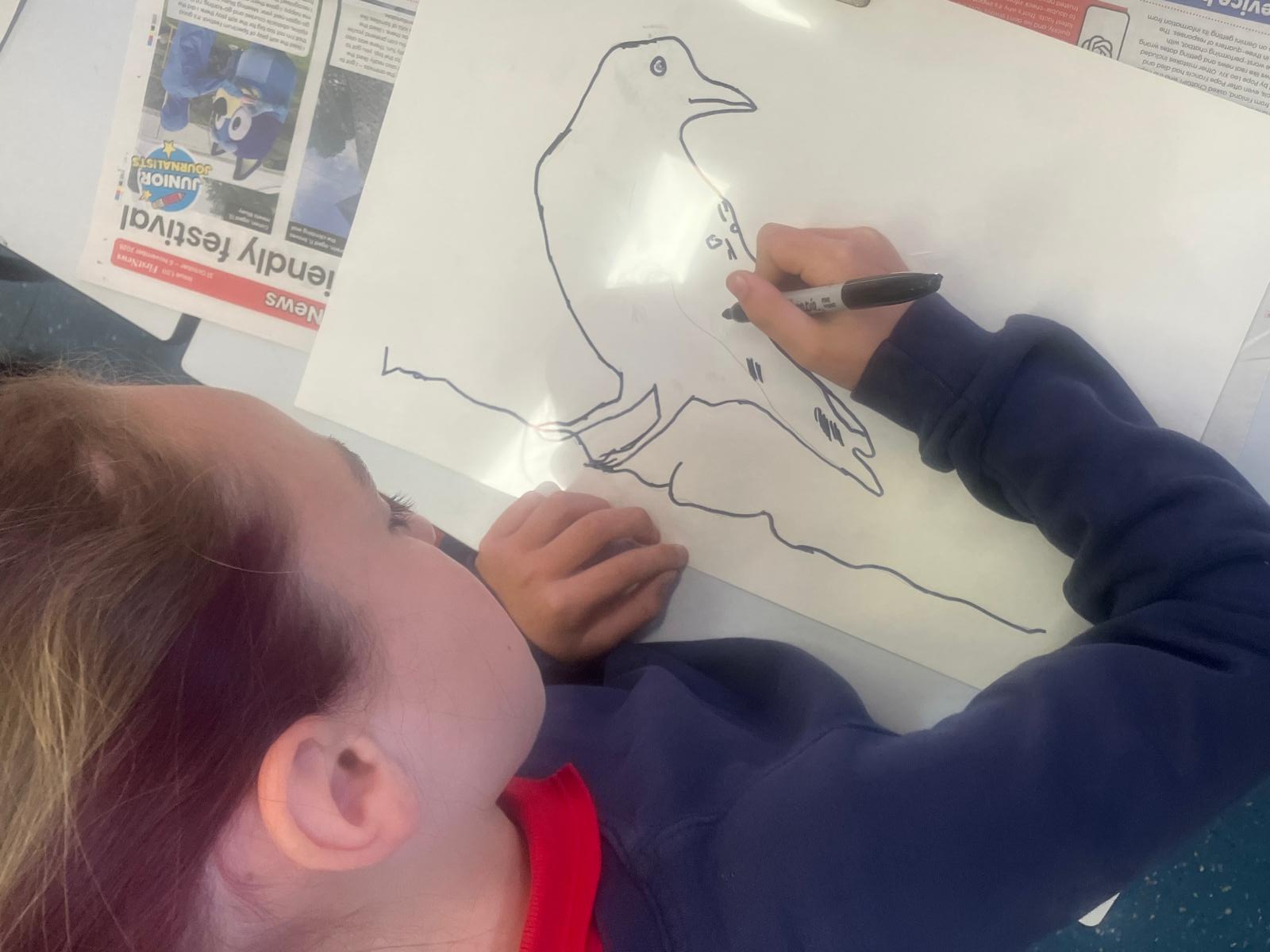 Student tracing a pencil drawing of a bird with a black pen on acetate